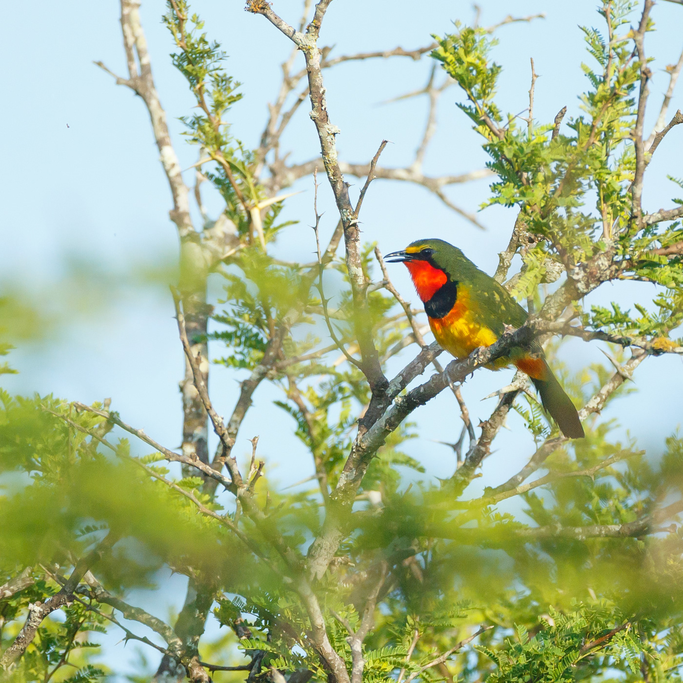 Gorgeous Bushshrike