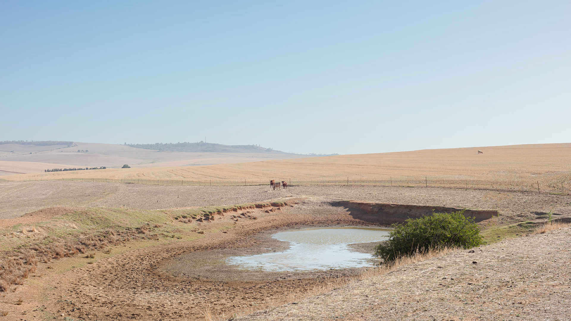 Nearly empty dam the road from Riebeek Kasteel to Malmesbury.