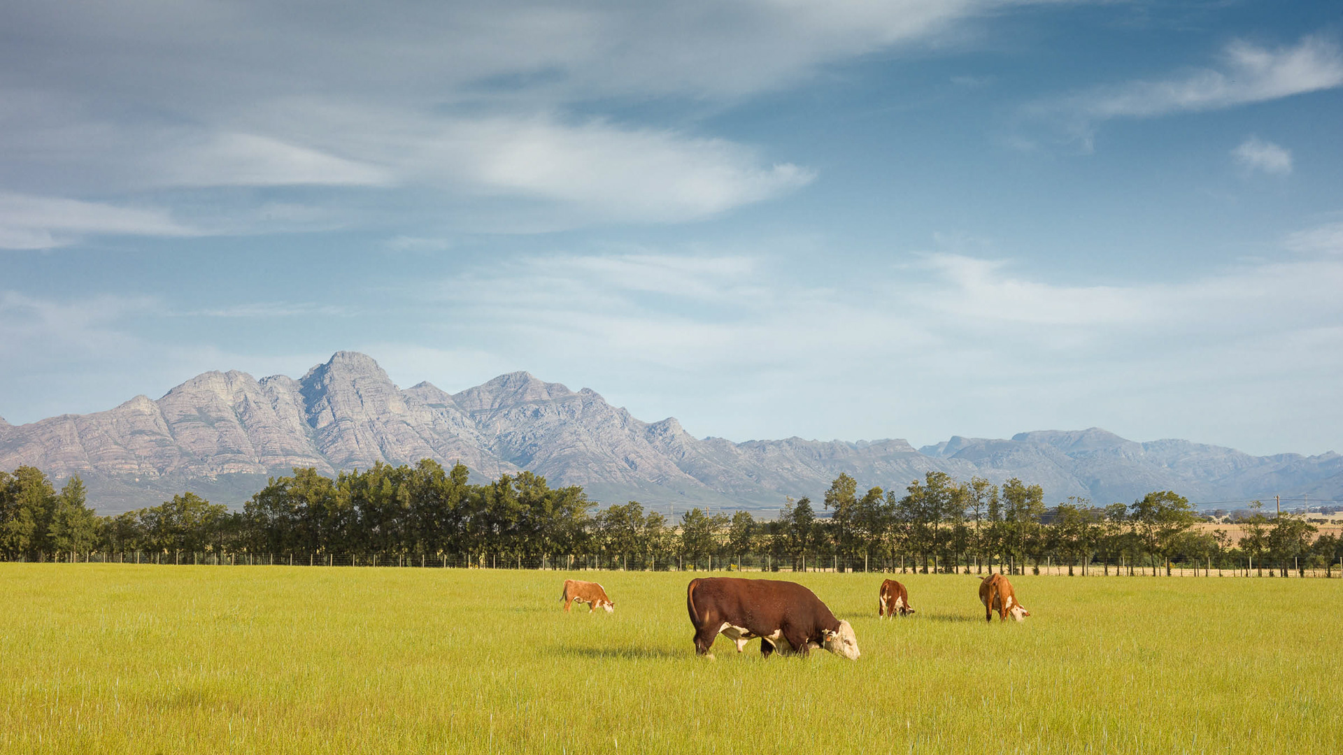 Cattle Grazing on the Delsma Farm Road