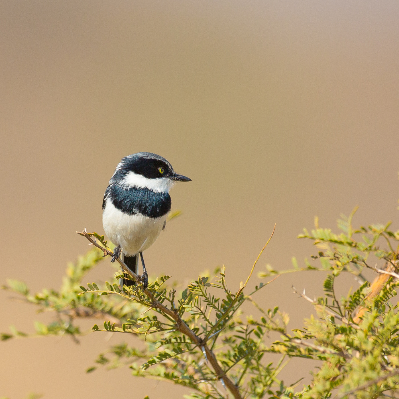 Chinspot Batis