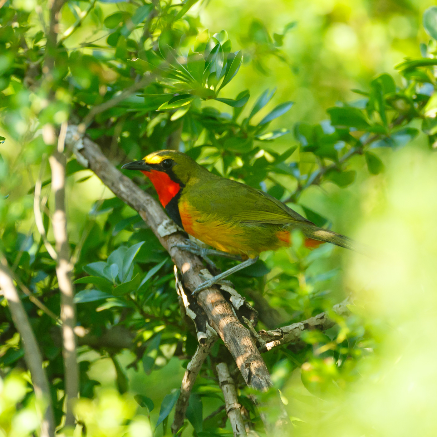 Gorgeous Bushshrike
