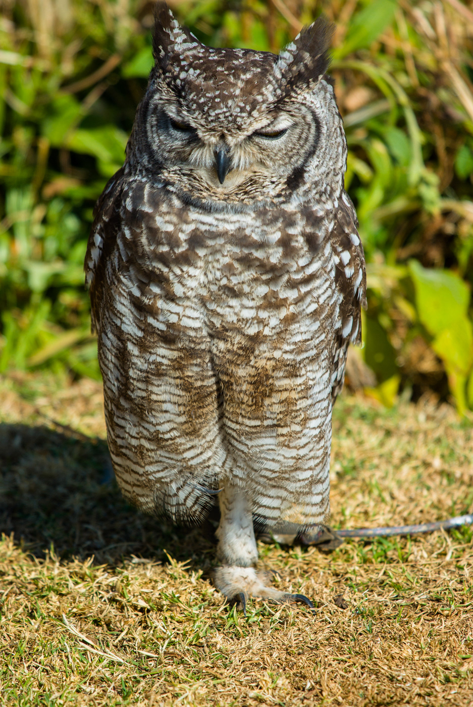 Spotted Eagle Owl