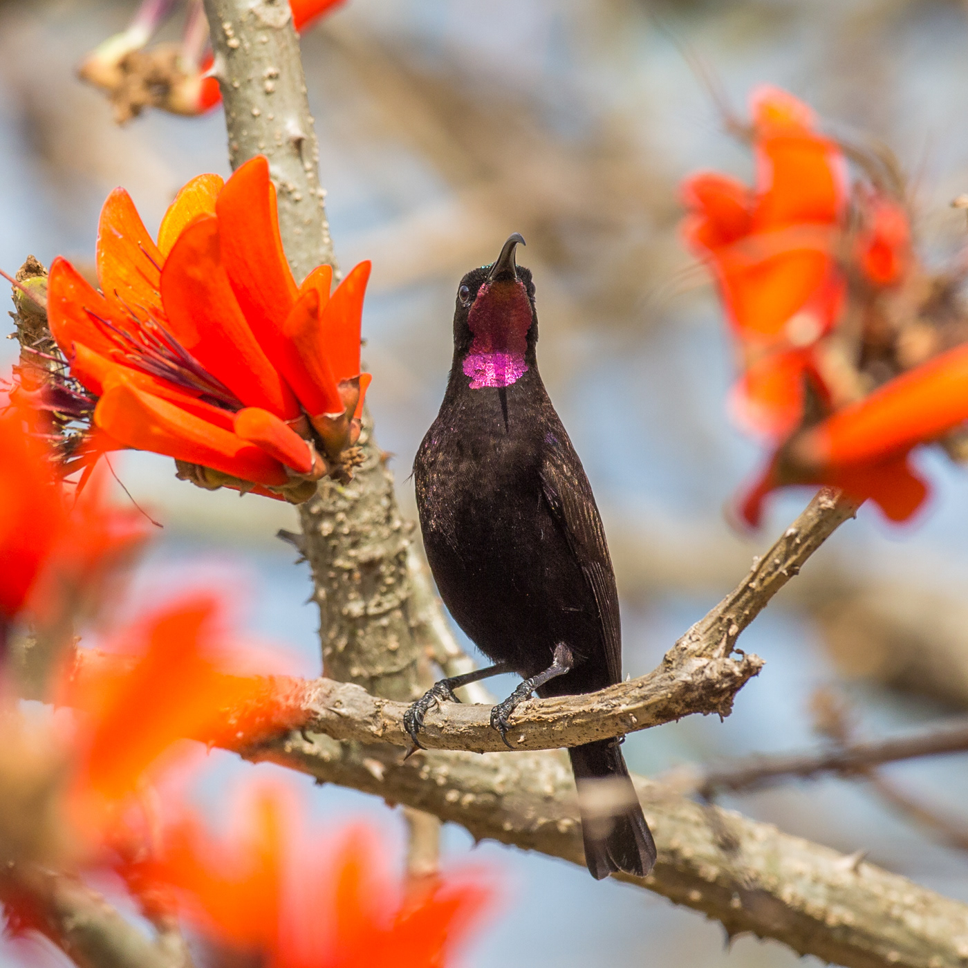 Amathyst Sunbird