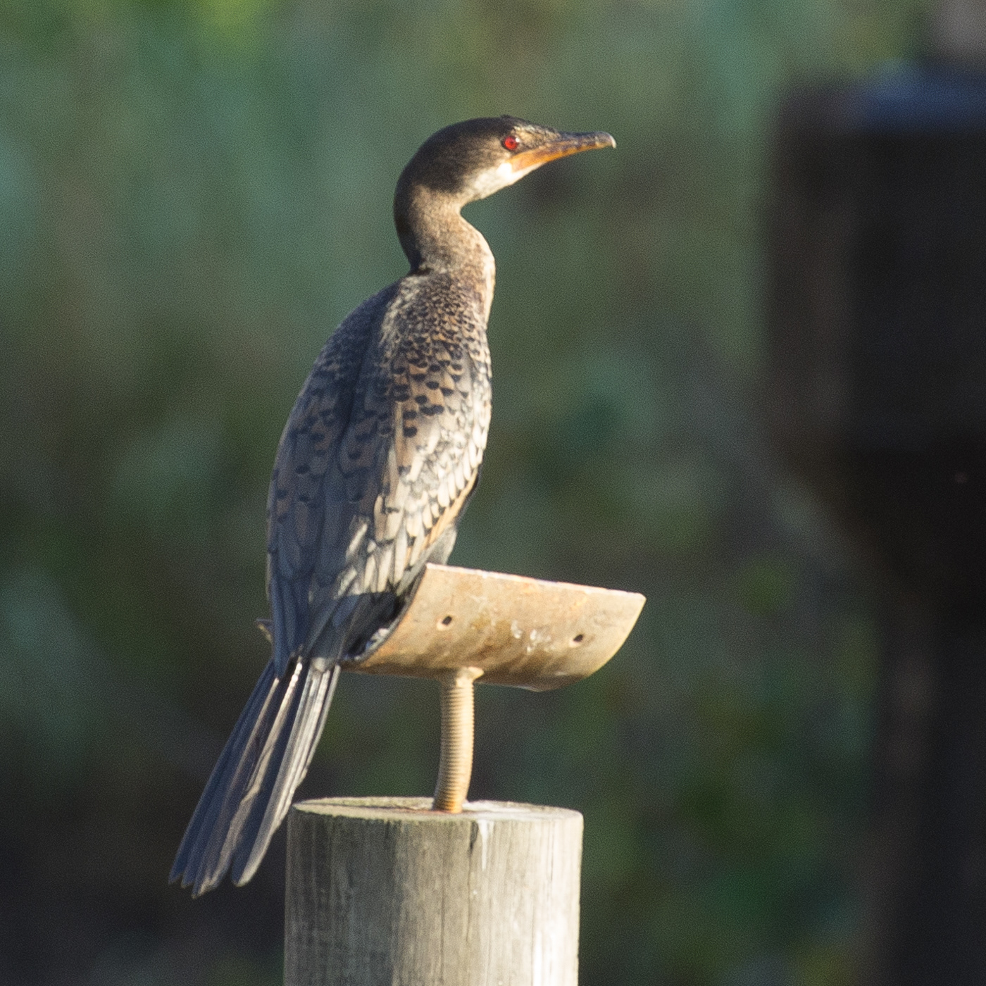 Reed Cormorant