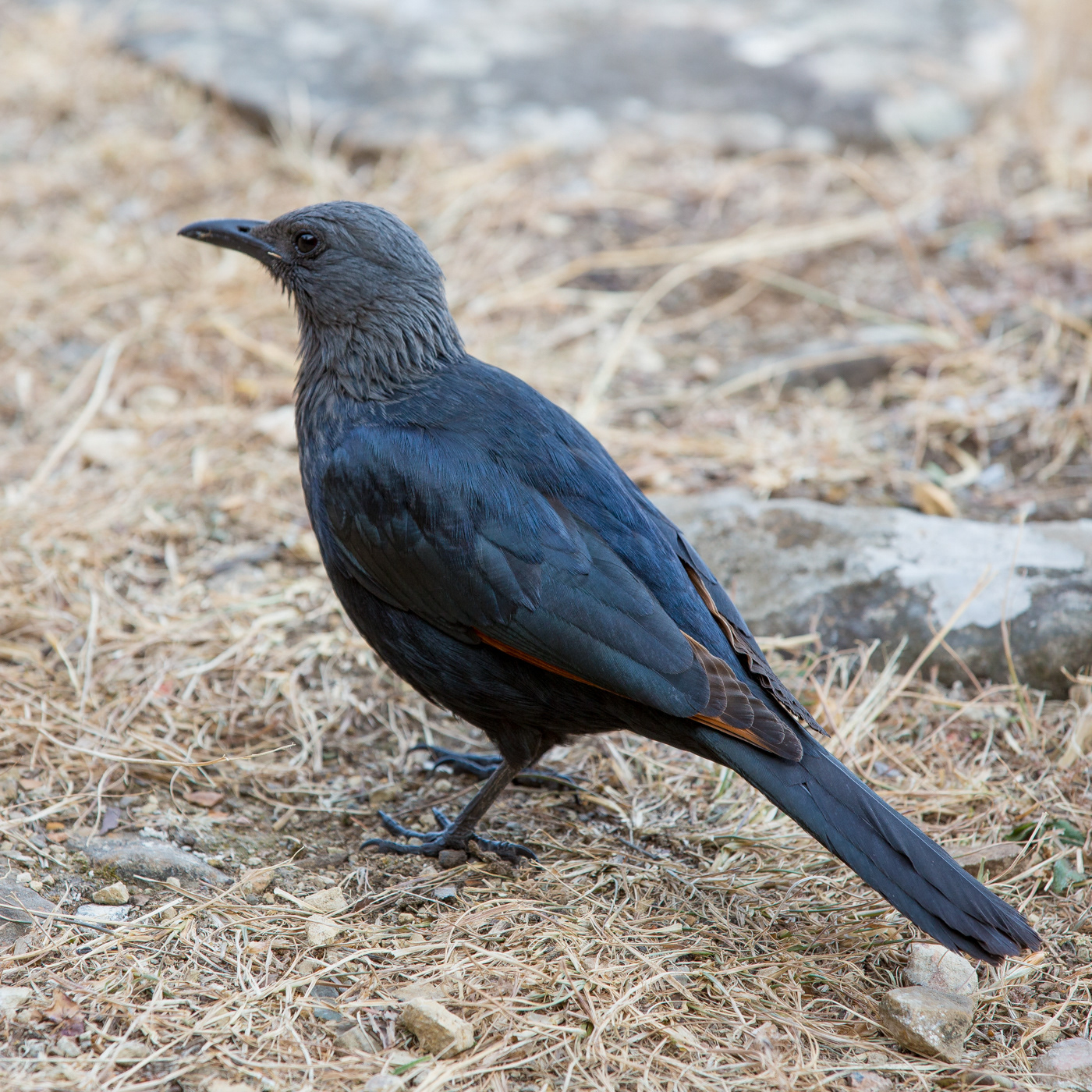 Red-winged Starling