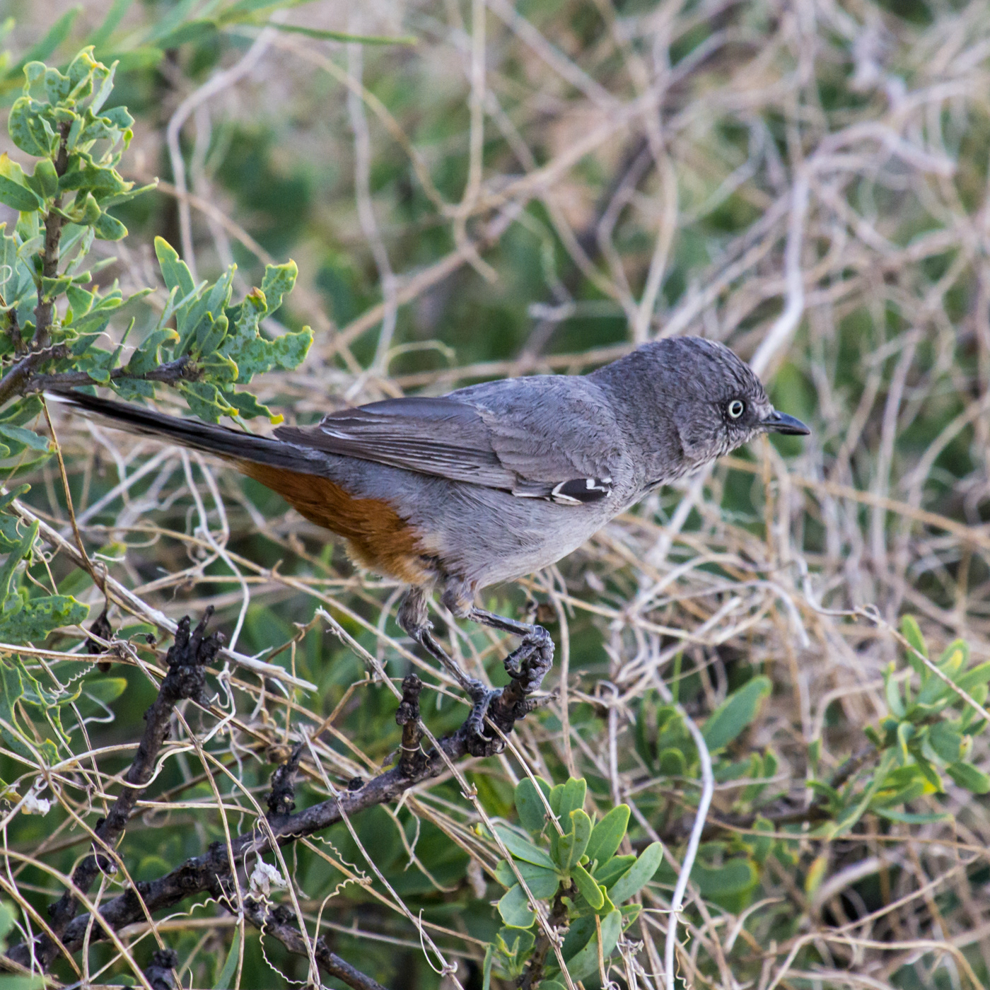 Chestnut-vented Tit-babbler