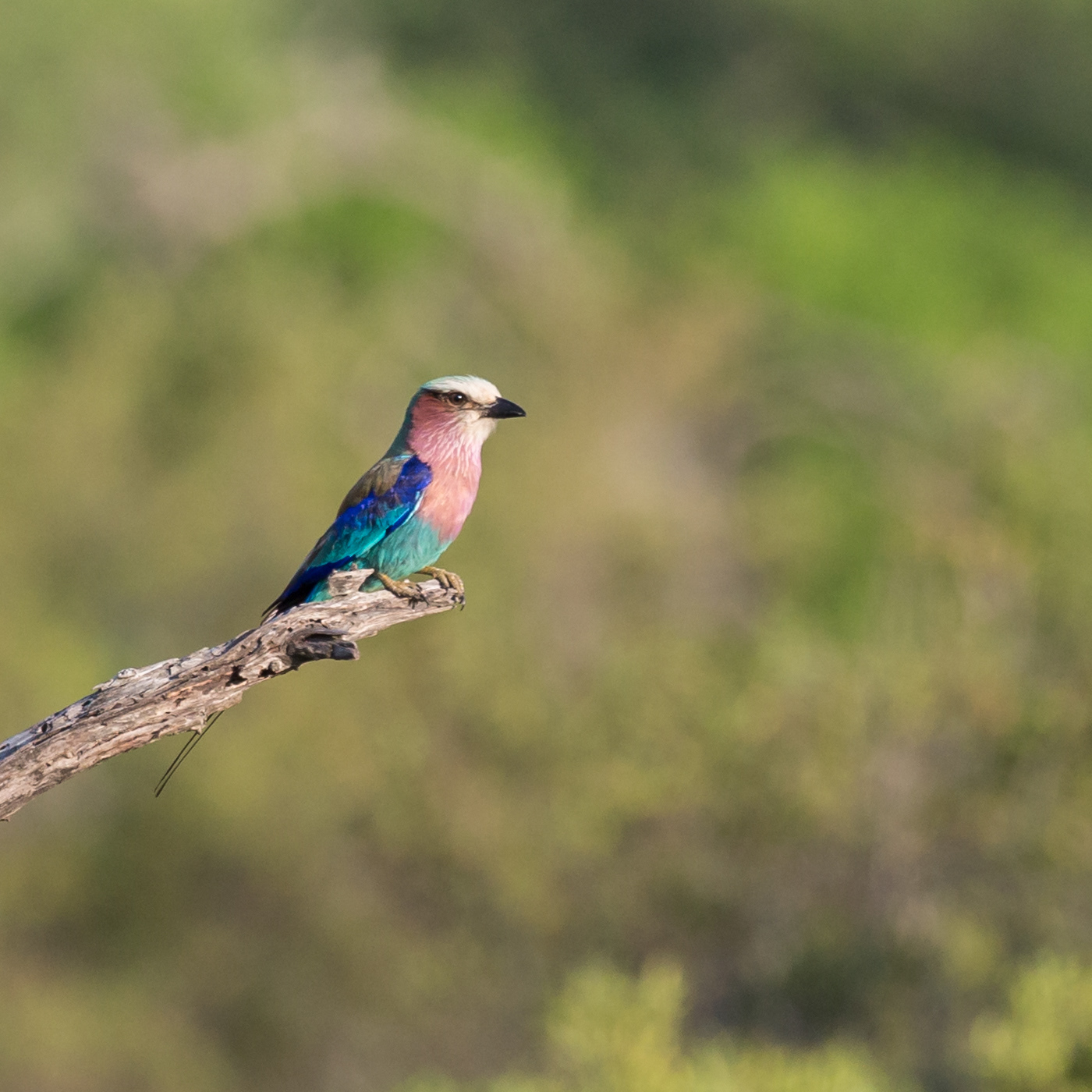 Lilac-breasted Roller