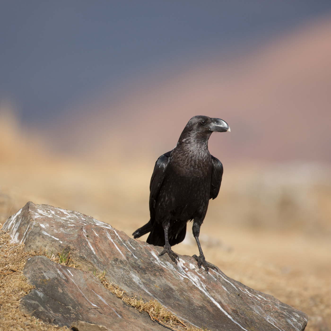 White-necked Raven