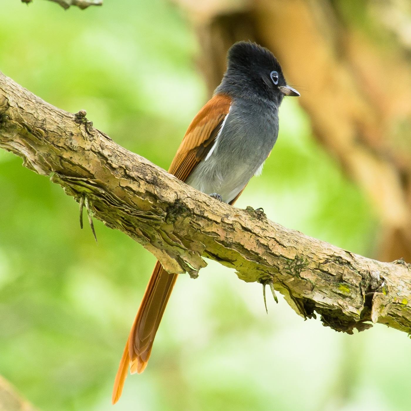 Paradise Flycatcher
