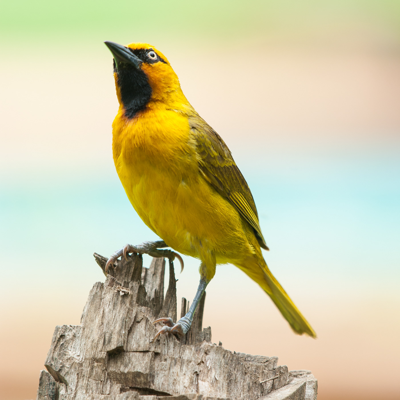 R810 Spectacled Weaver