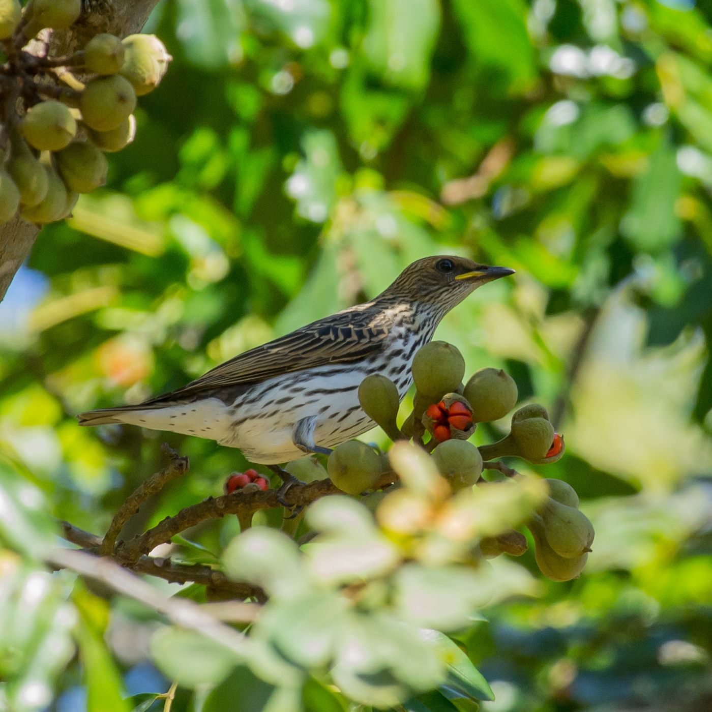 Violet-backed Starling