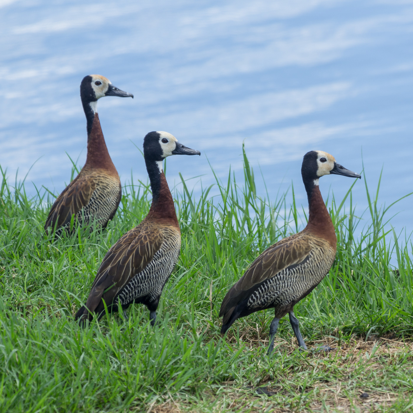 White-faced Whisteling Duck