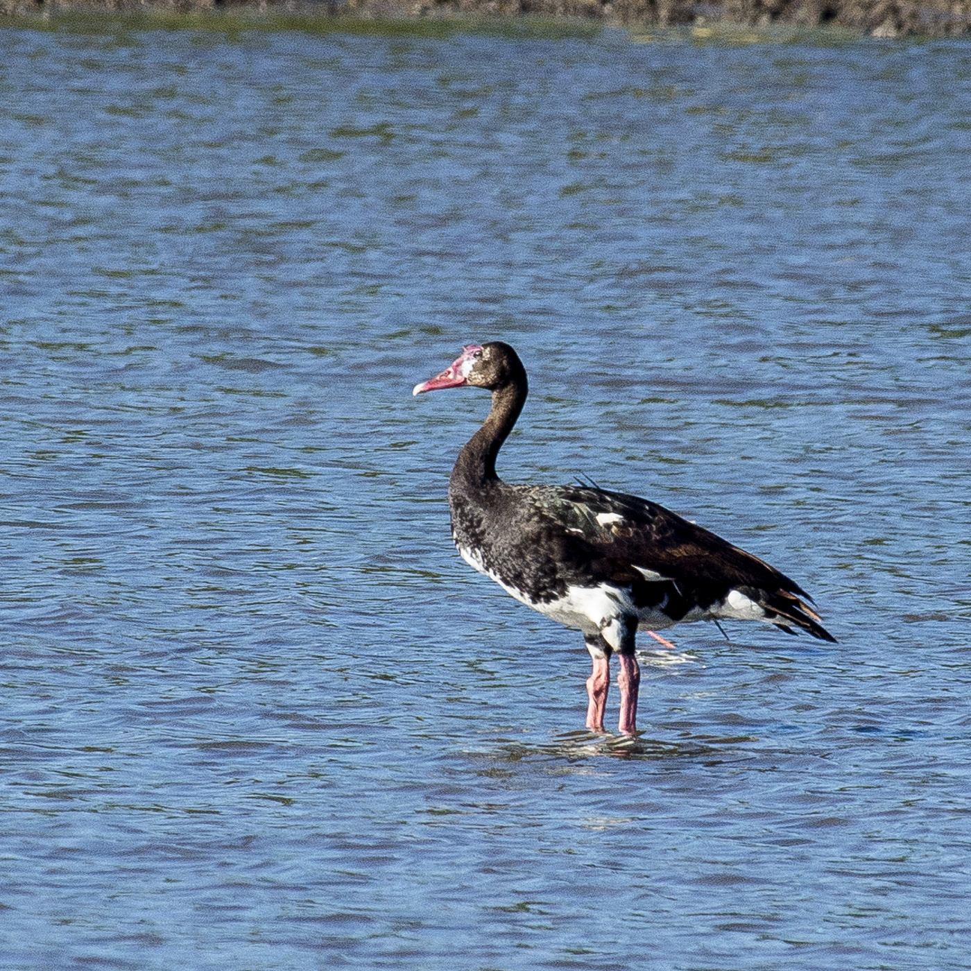 Spur-winged Goose