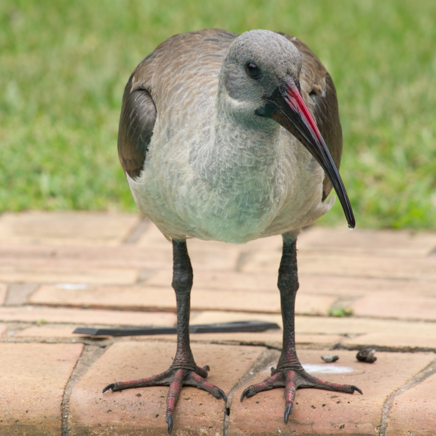 Hadeda Ibis