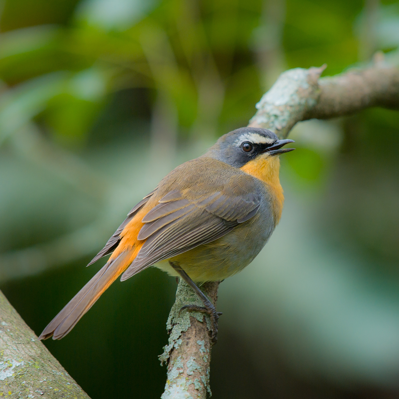 Cape Robin