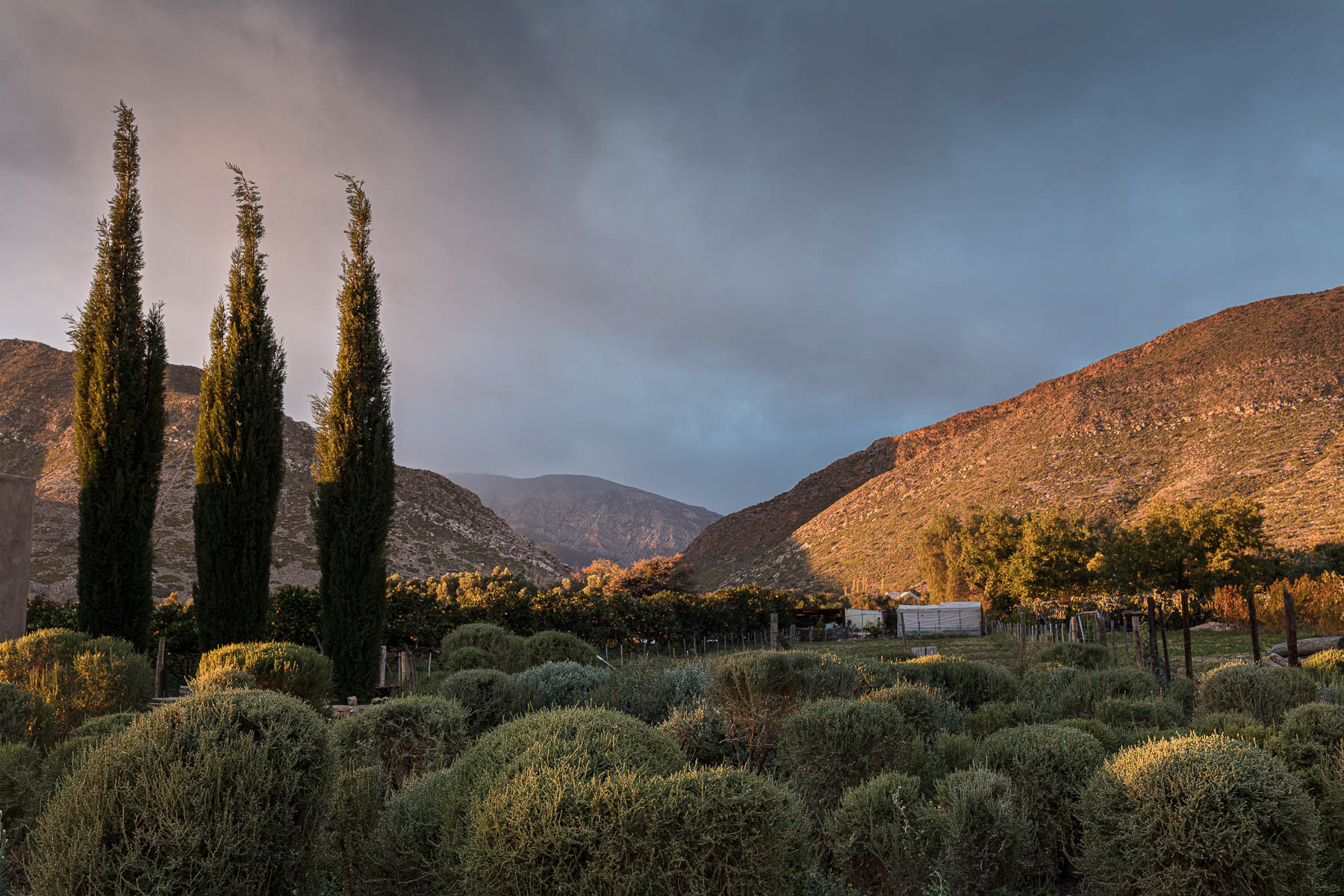 From the Olive House in Prince Albert