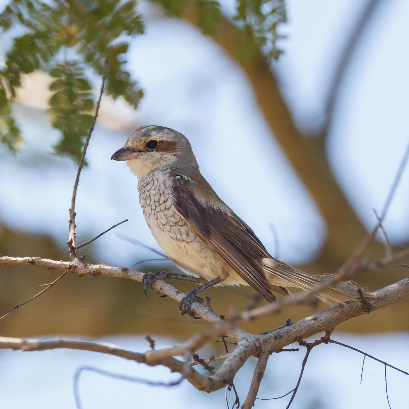 Red-backed Shrike
