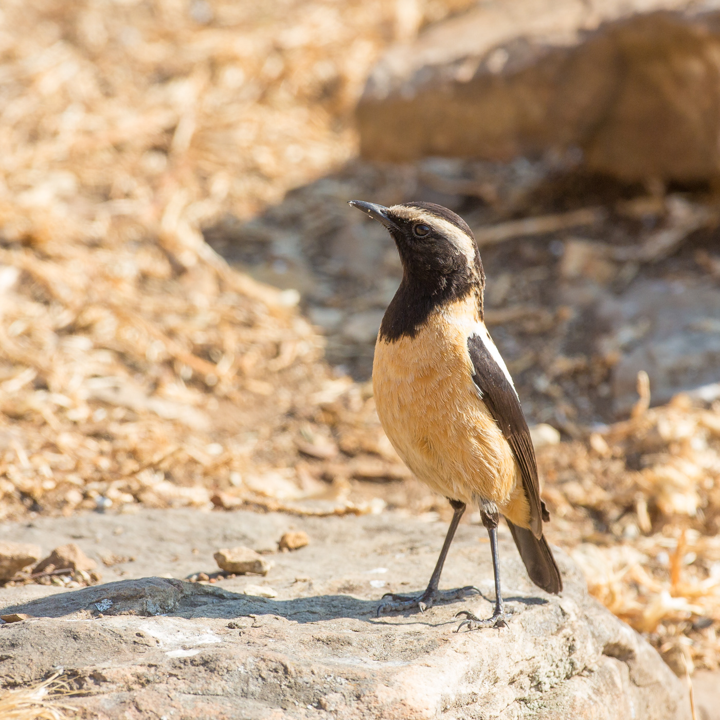 Buff-streaked Chat