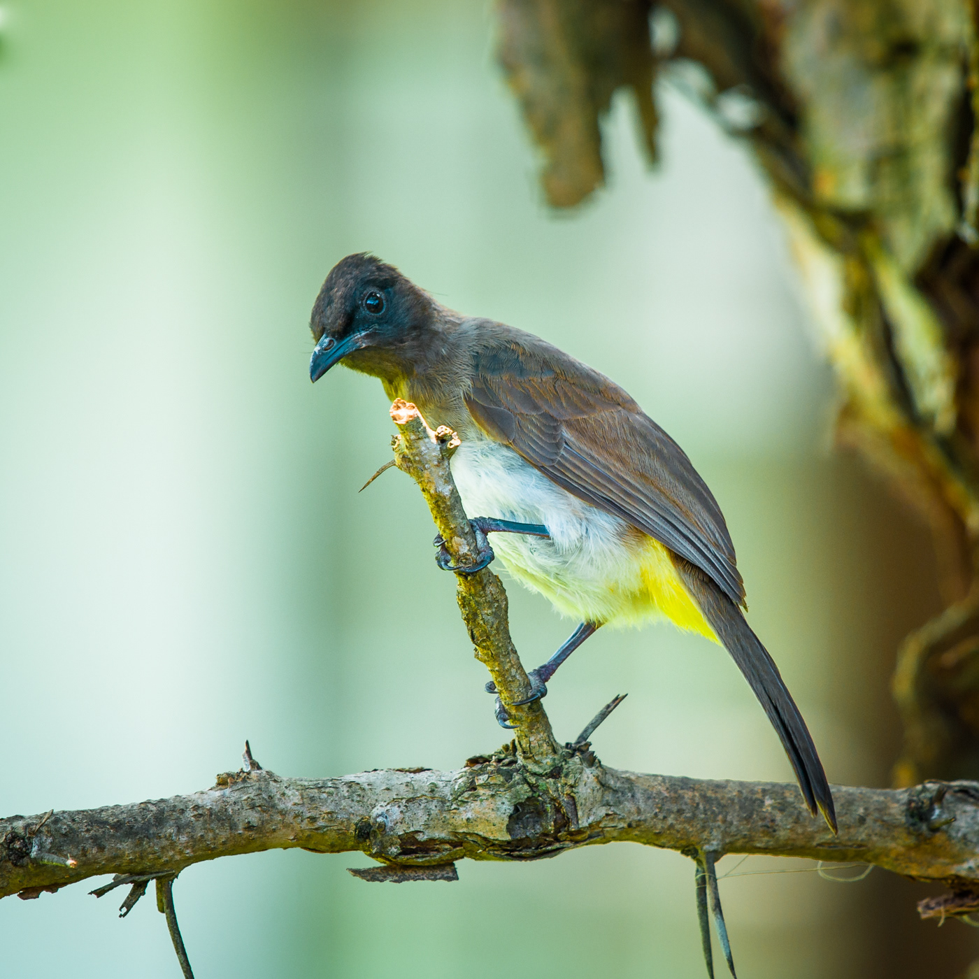 Black-capped Bulbul