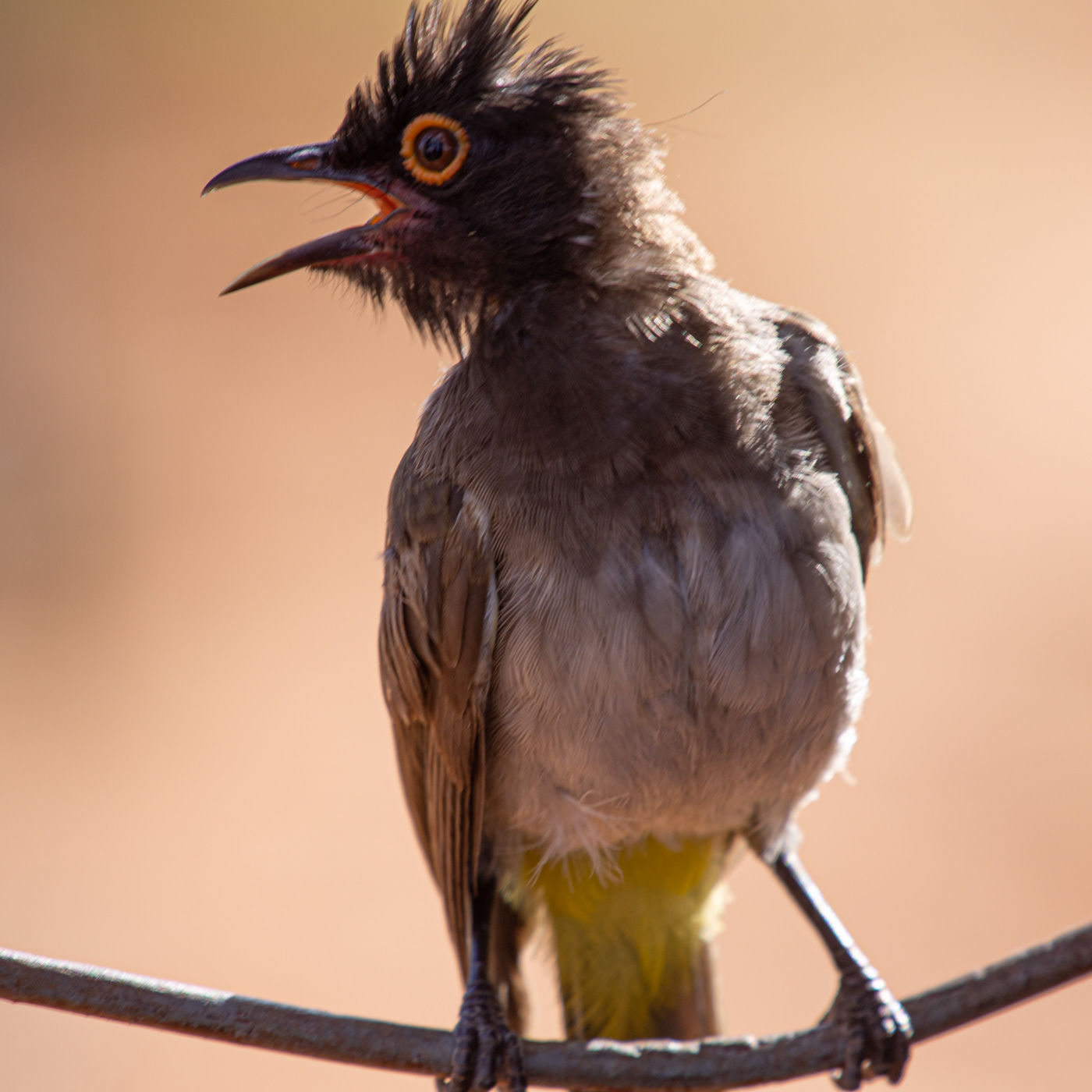 African Red-eyed Bulbul