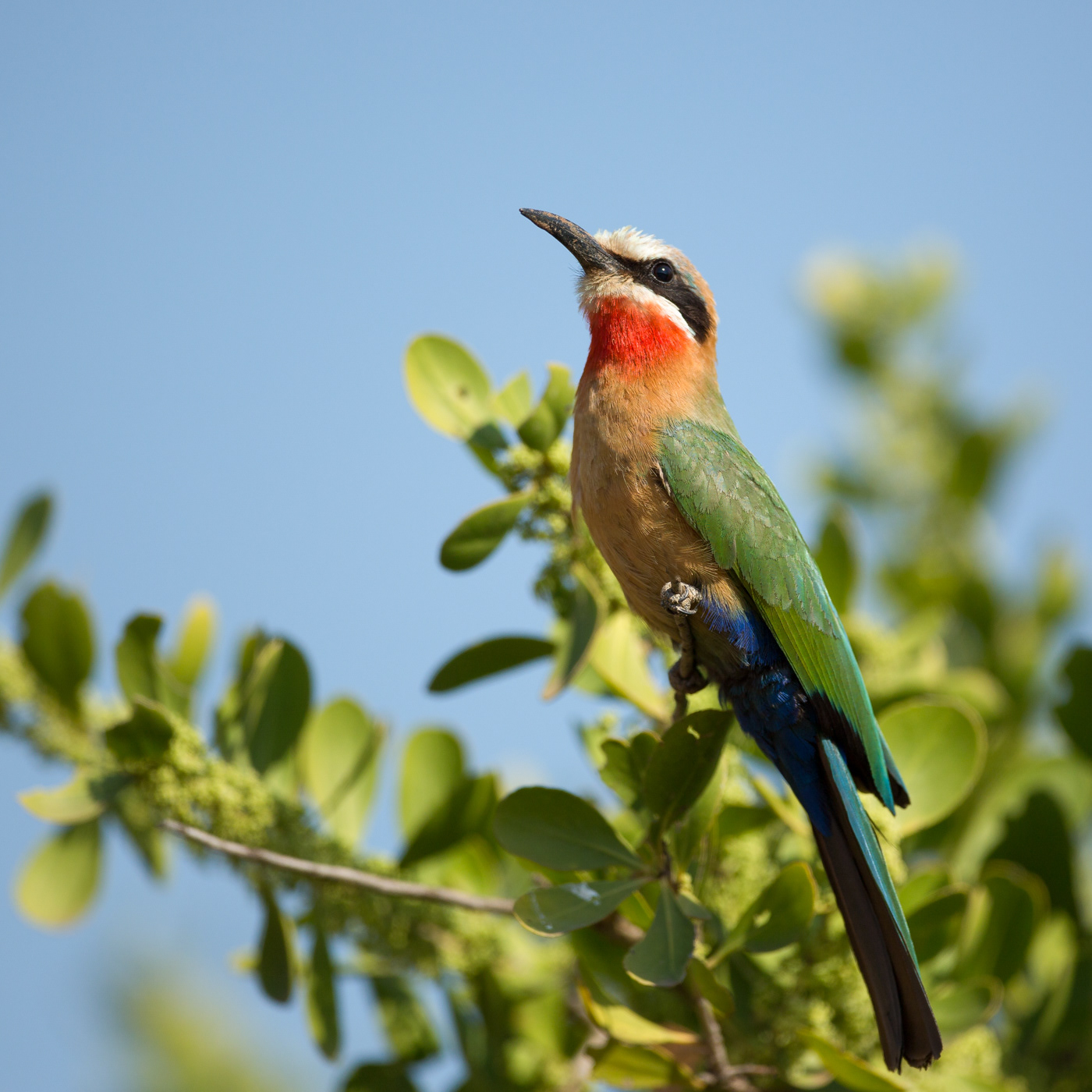 White-fronted Bee-eater