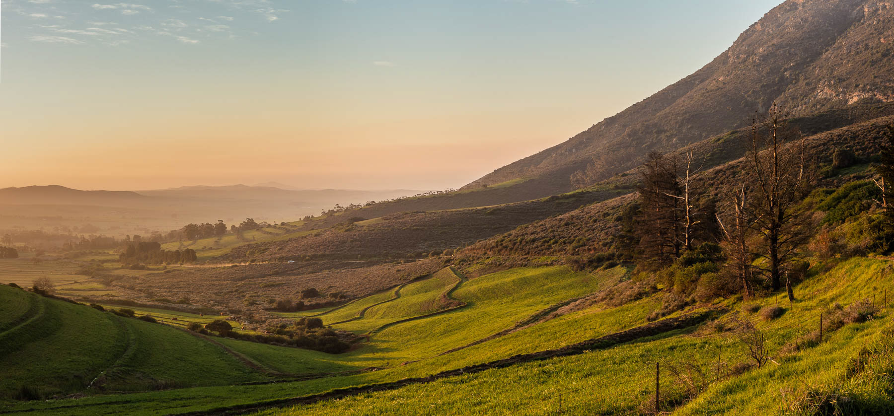 "Trees Standing Guard"