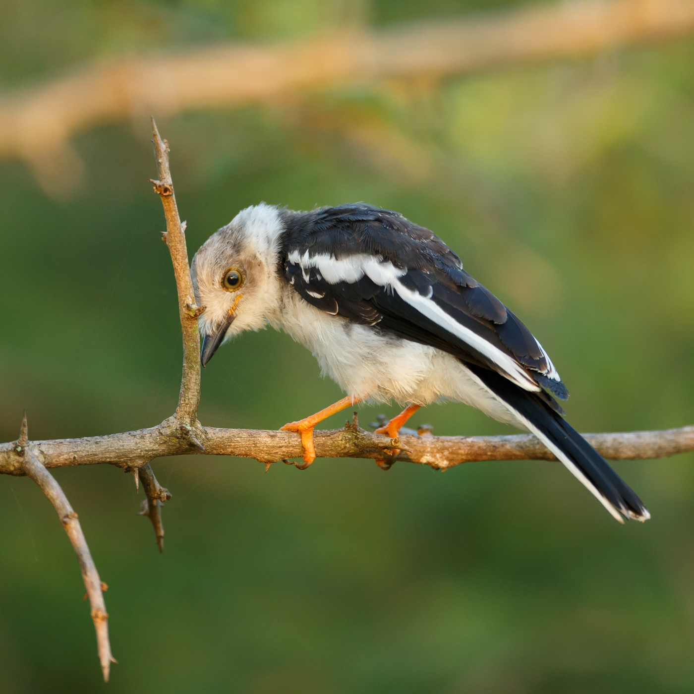 White-crested Helmet-Shrike