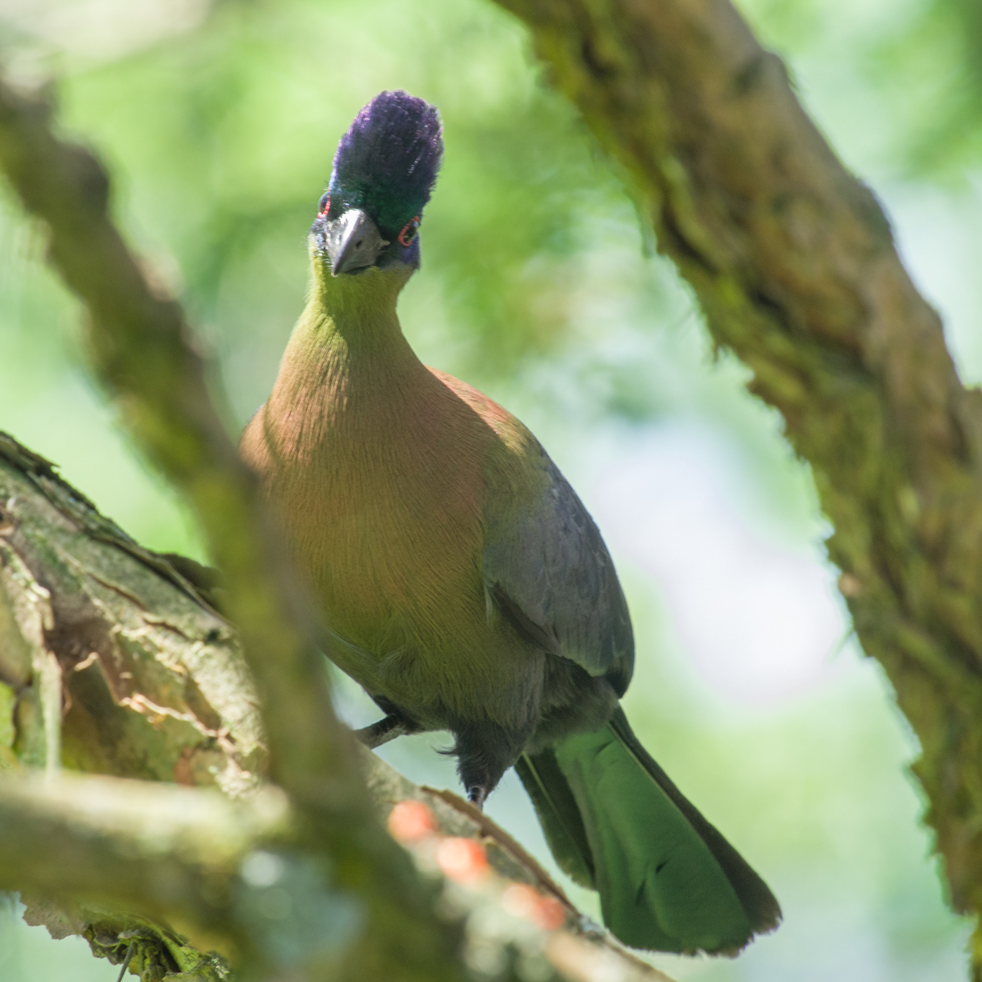 Purple-crested Turaco
