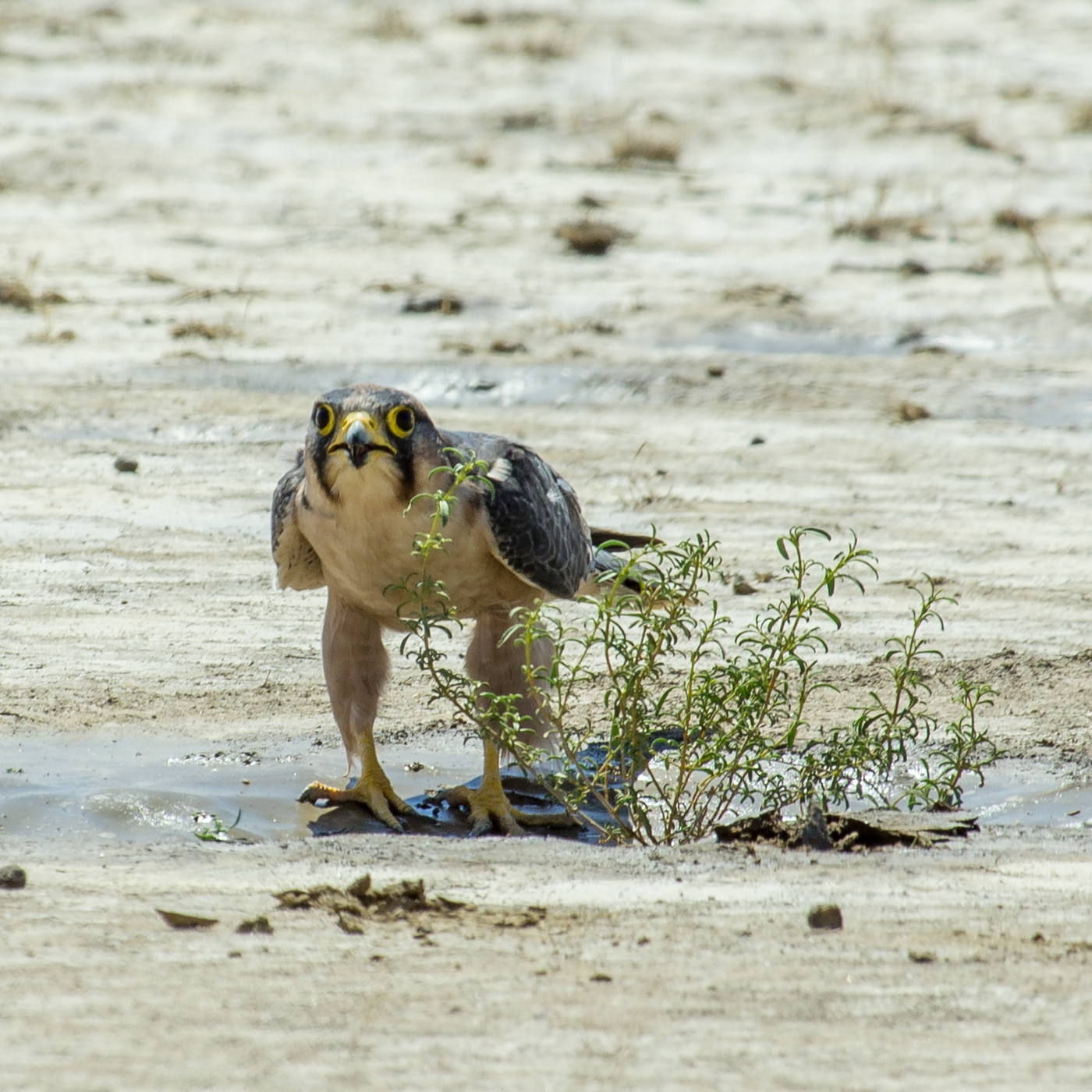 Lanner Falcon