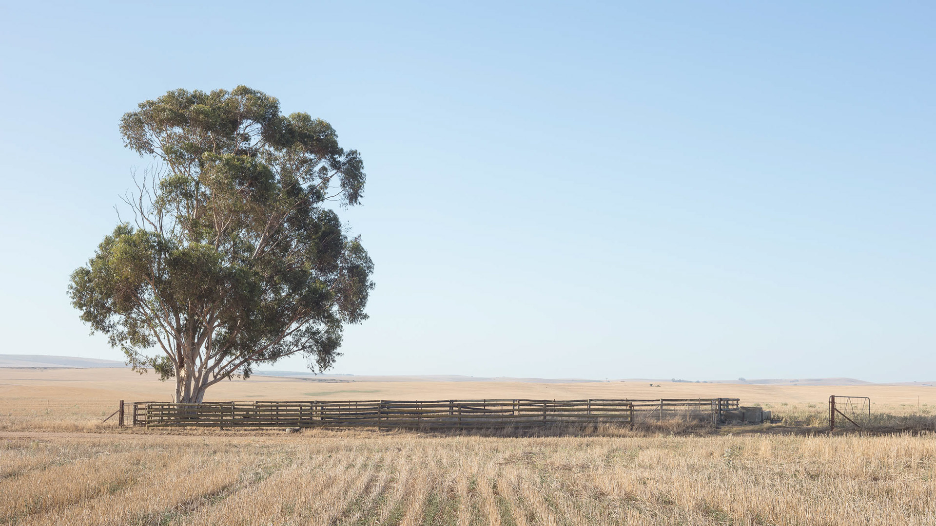 Loan tree and kraal on the "Bloemfontein" road off the Malmesbury - Paarl road.