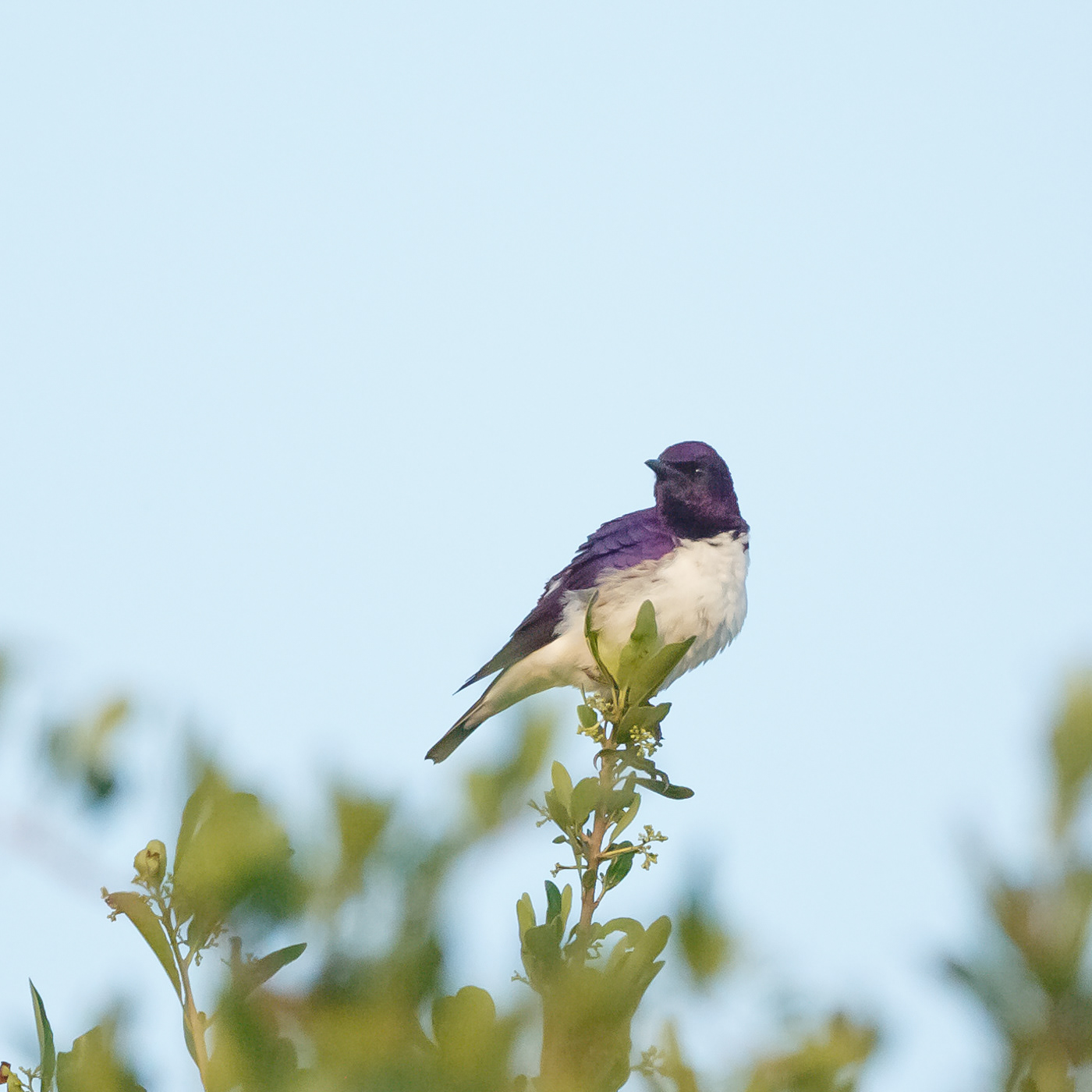 Violet-backed Starling