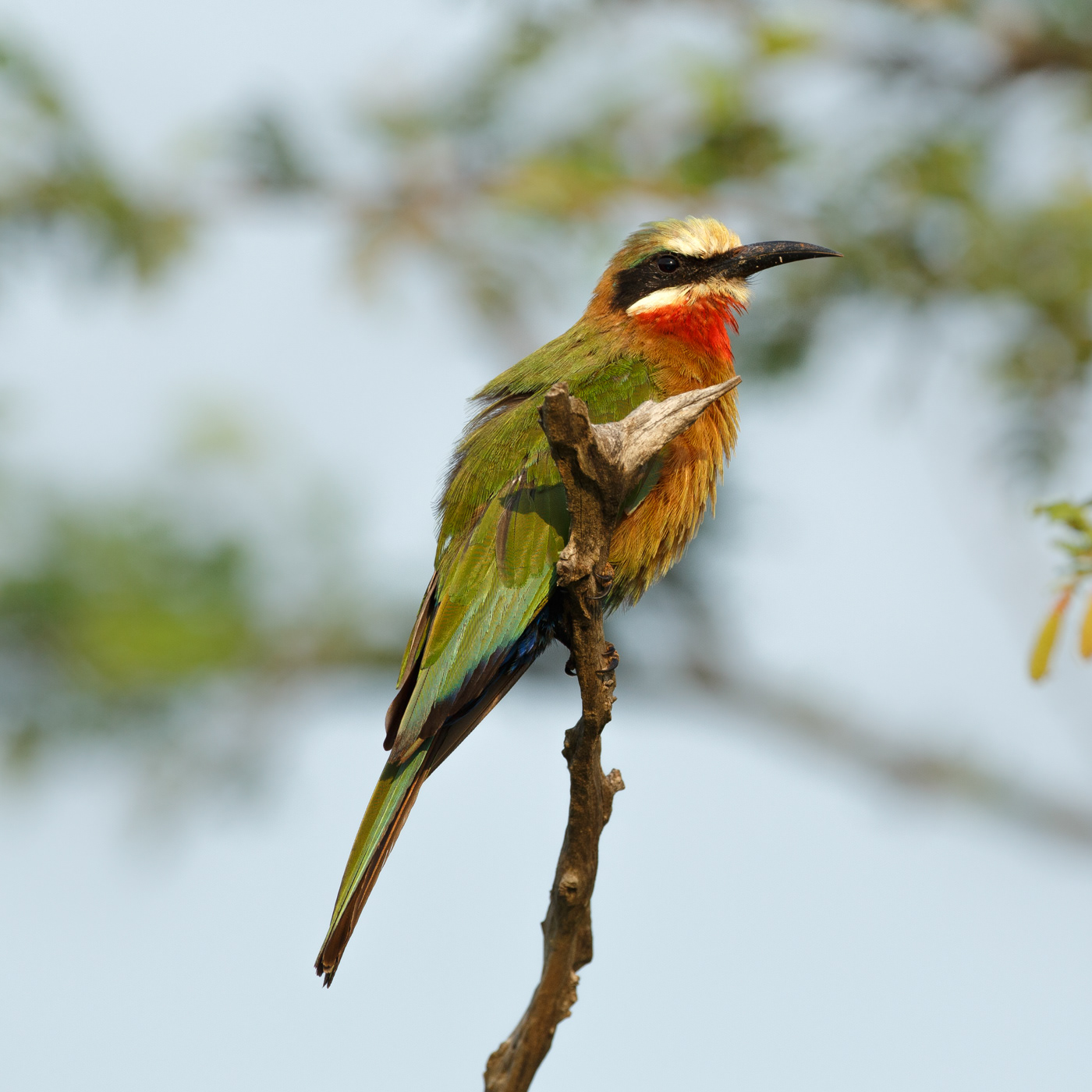 White-fronted Bee-eater