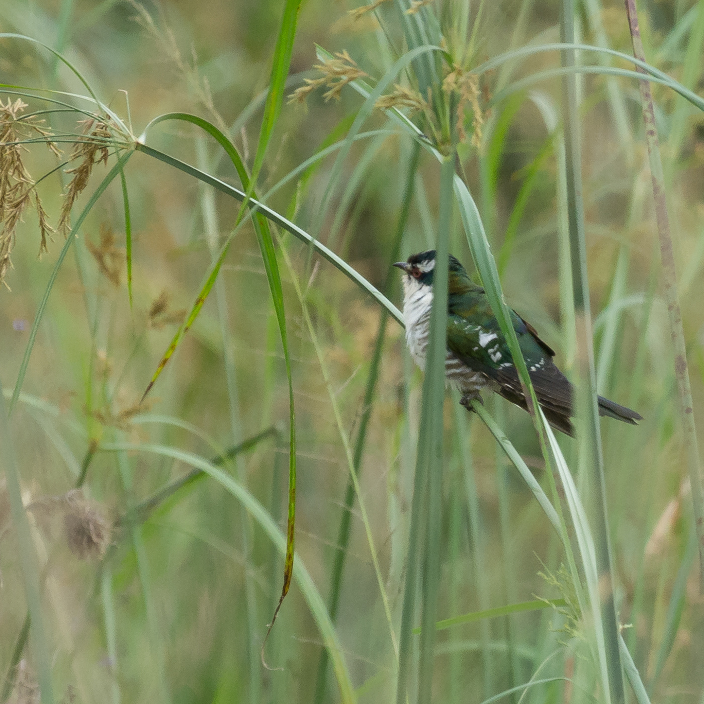 Diederik Cuckoo