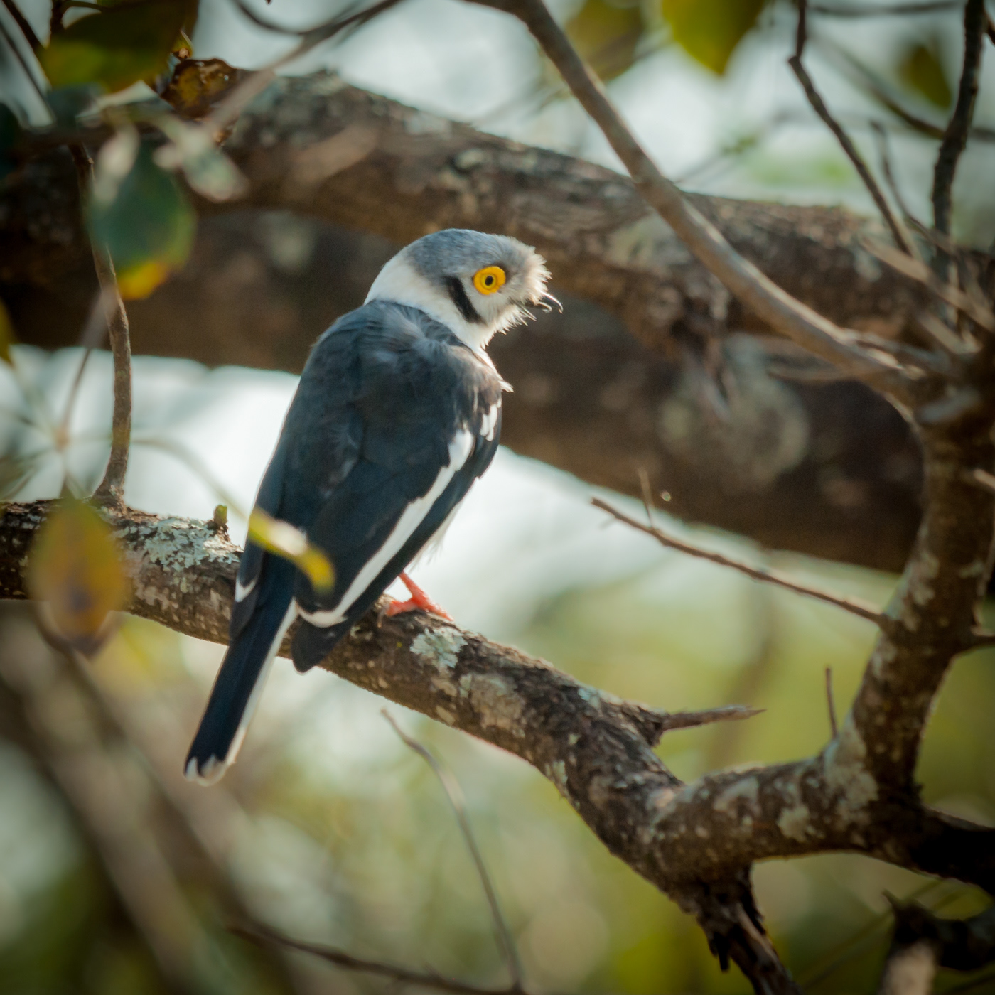 White-crested Helmet-Shrike