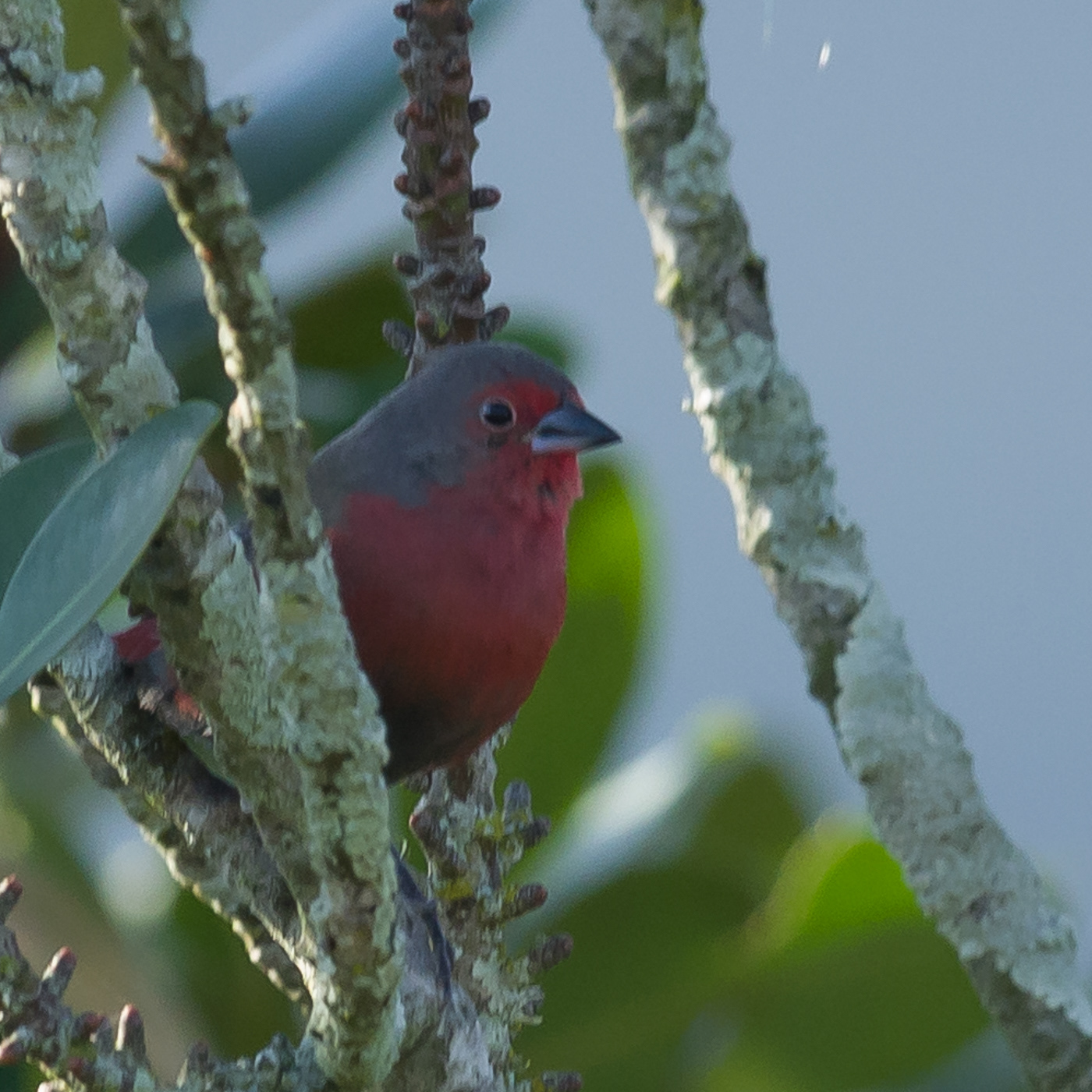 African Firefinch