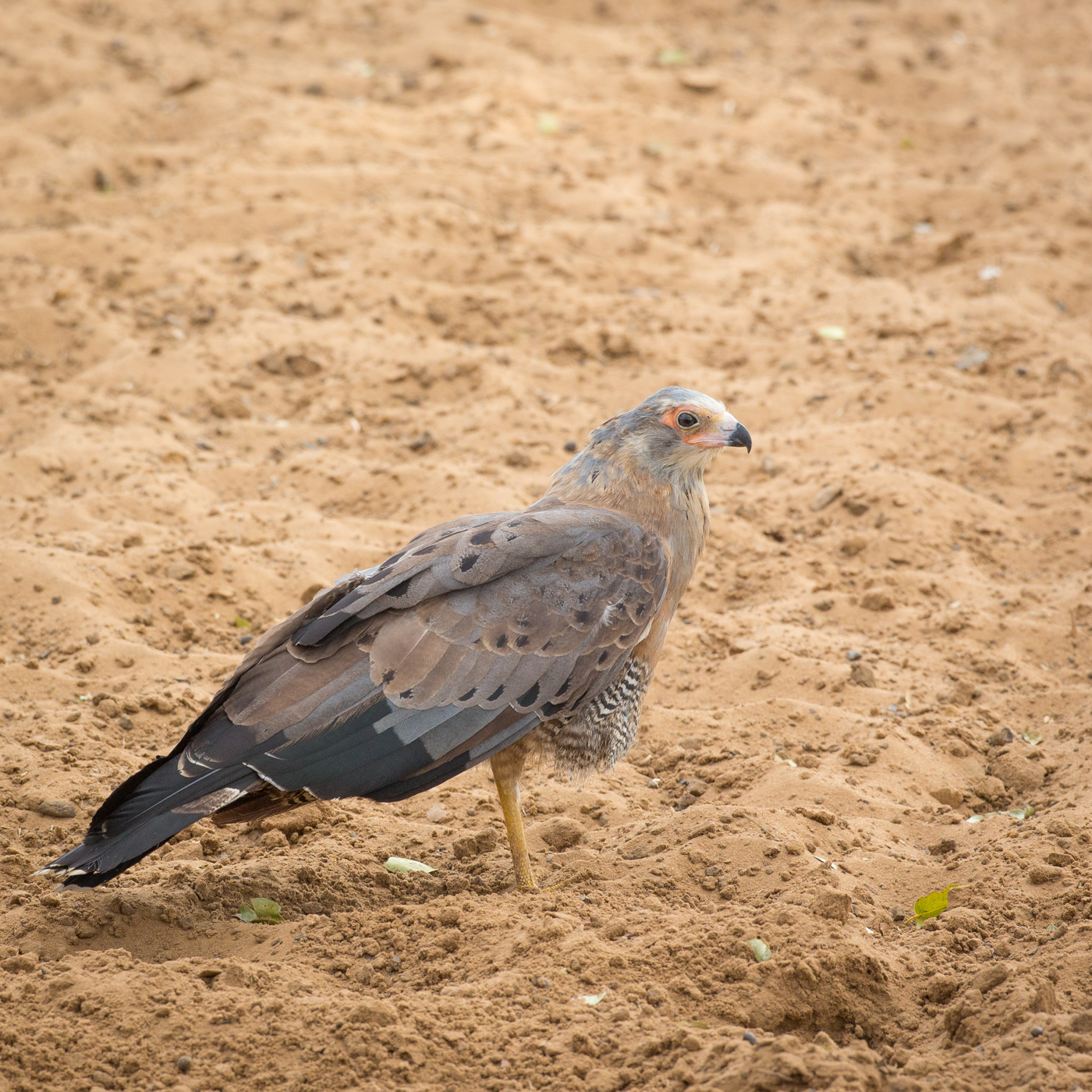 African Harrier hawk