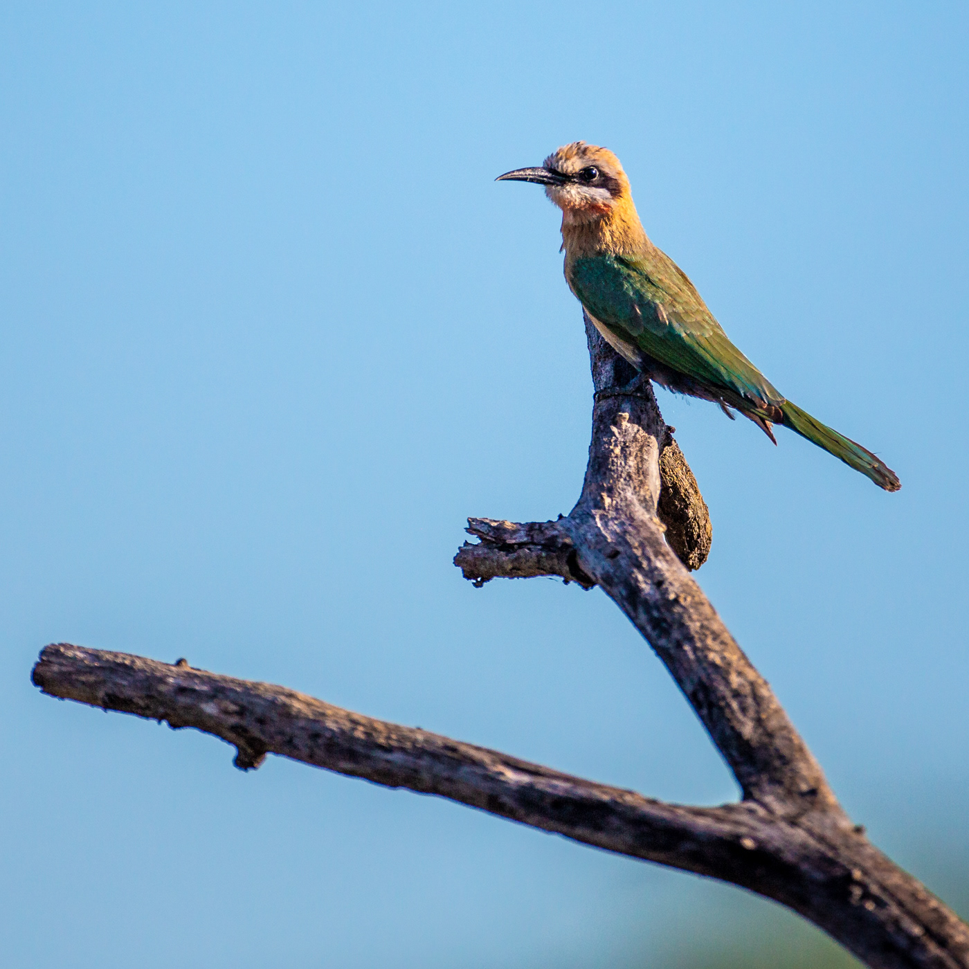 White-fronted Bee-eater