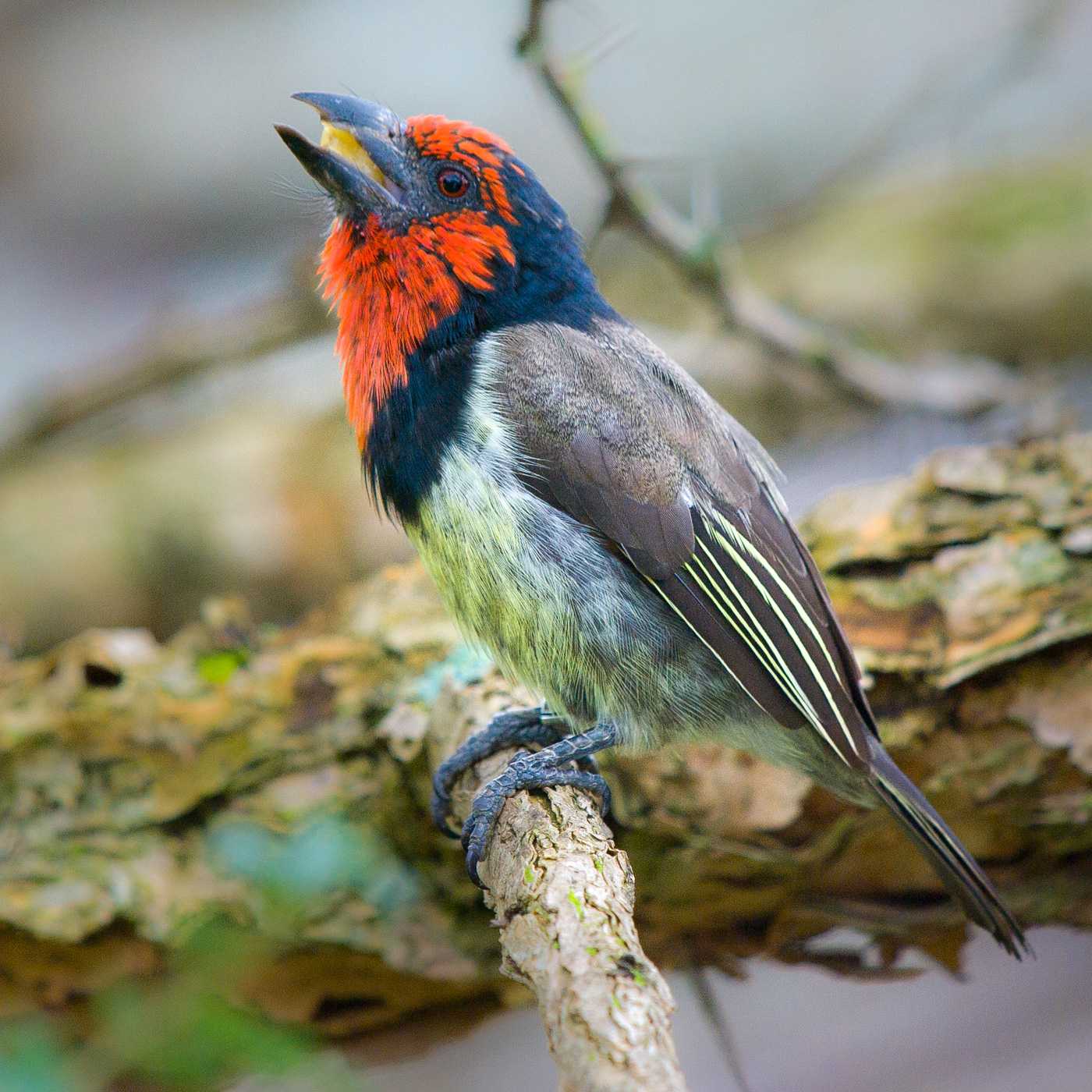 Black-collerd Barbat