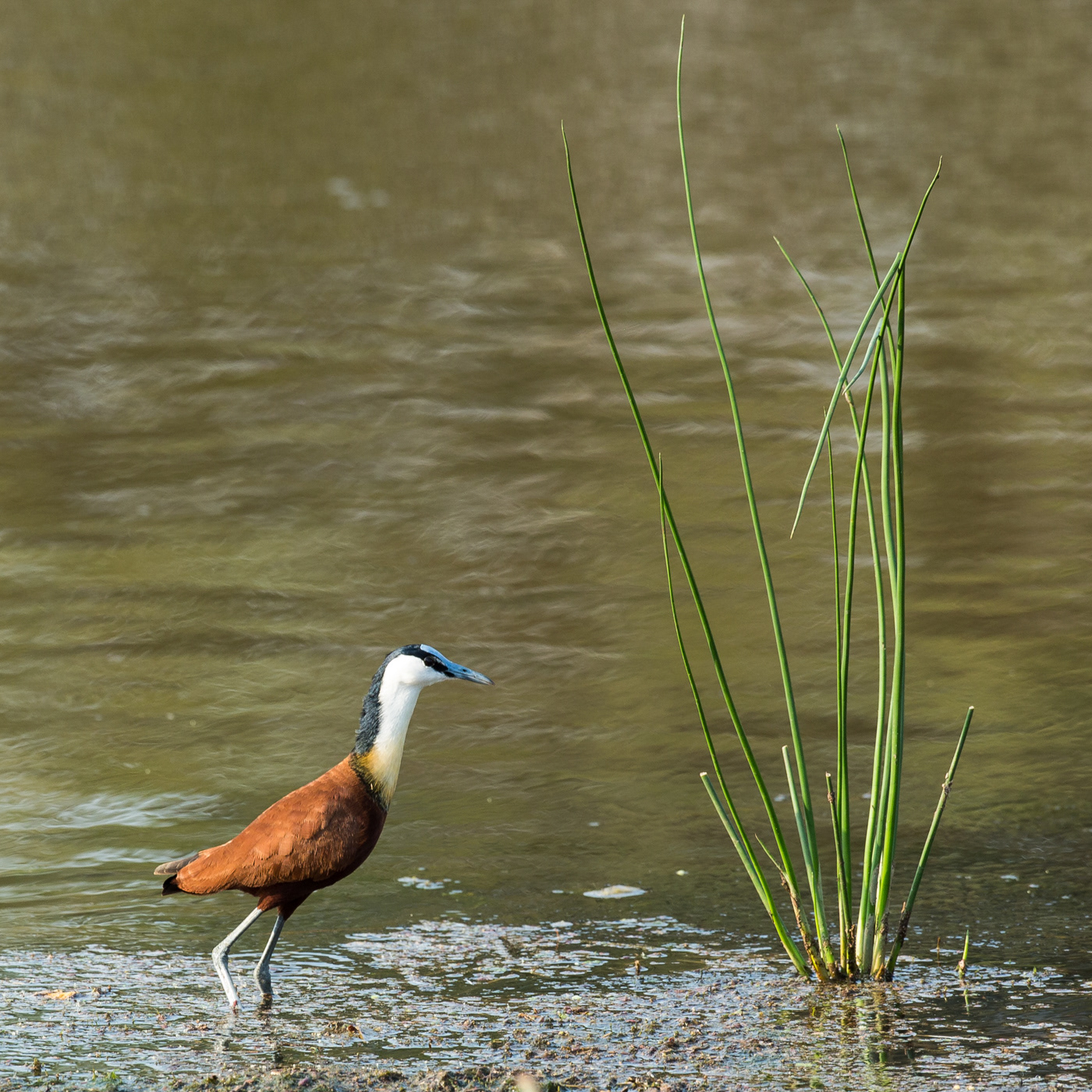 African Jacana