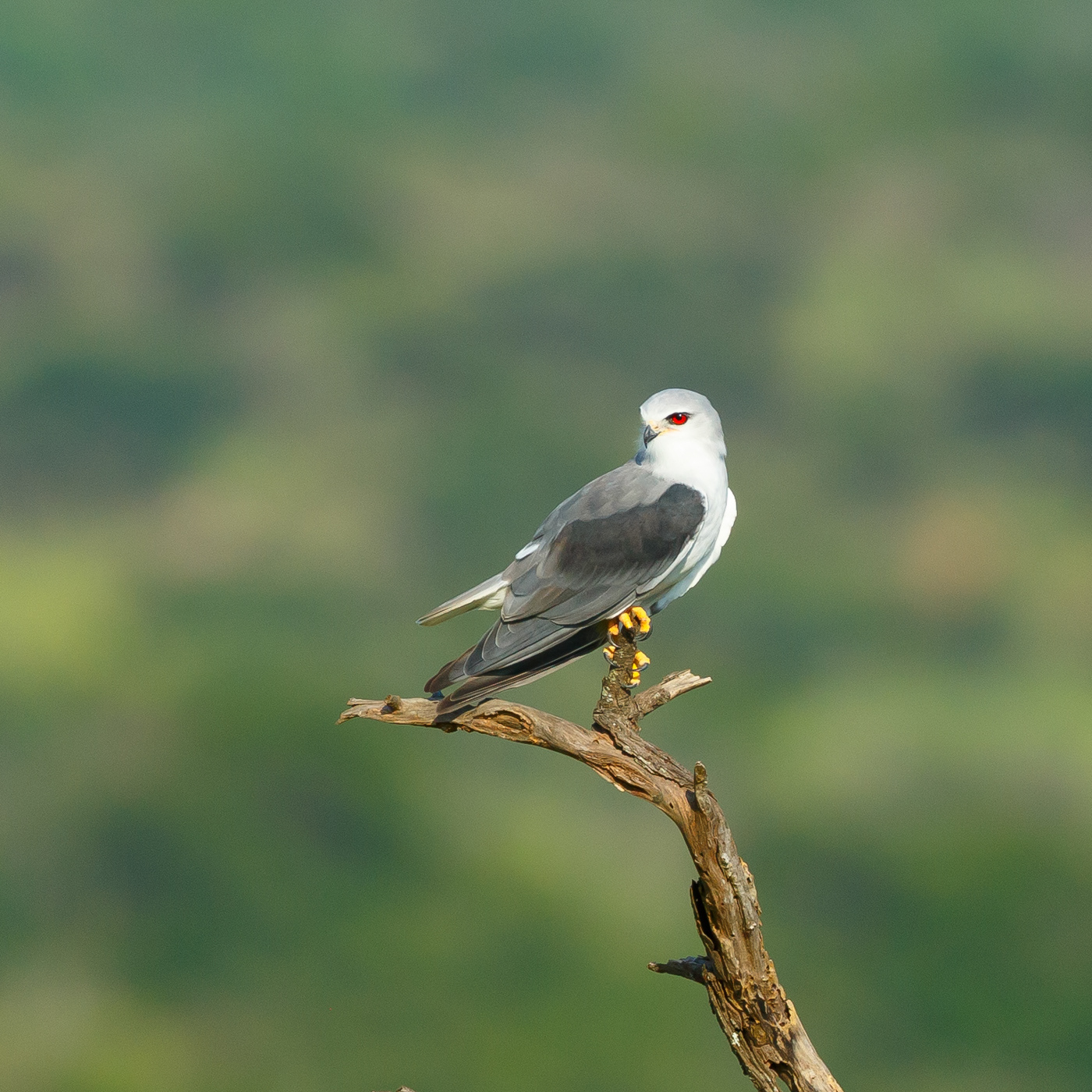 White-shouldered Kite