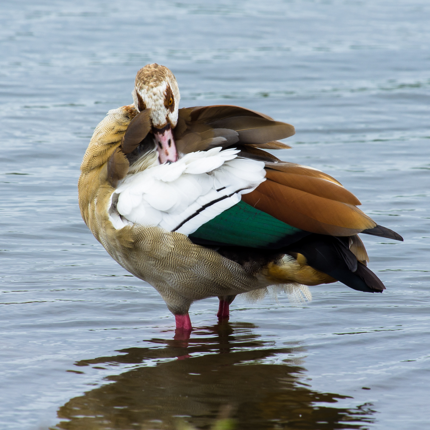 Egyptian Goose