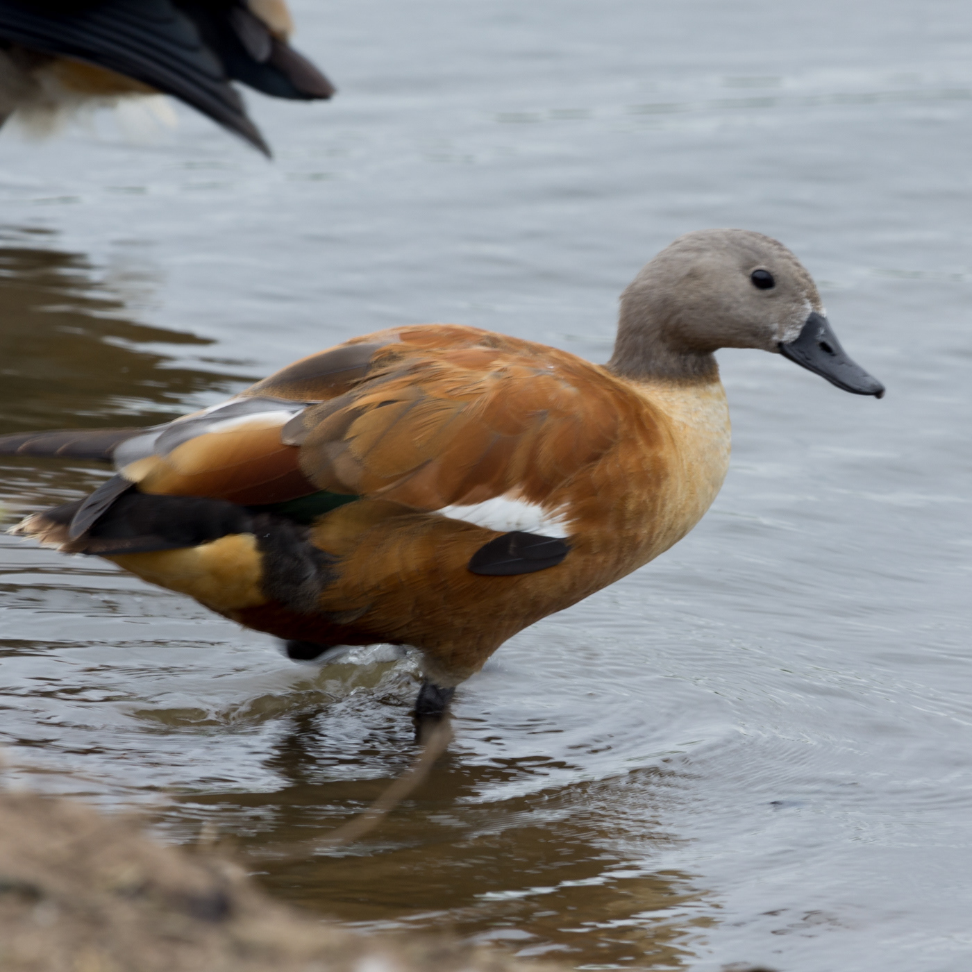 South African Shellduck