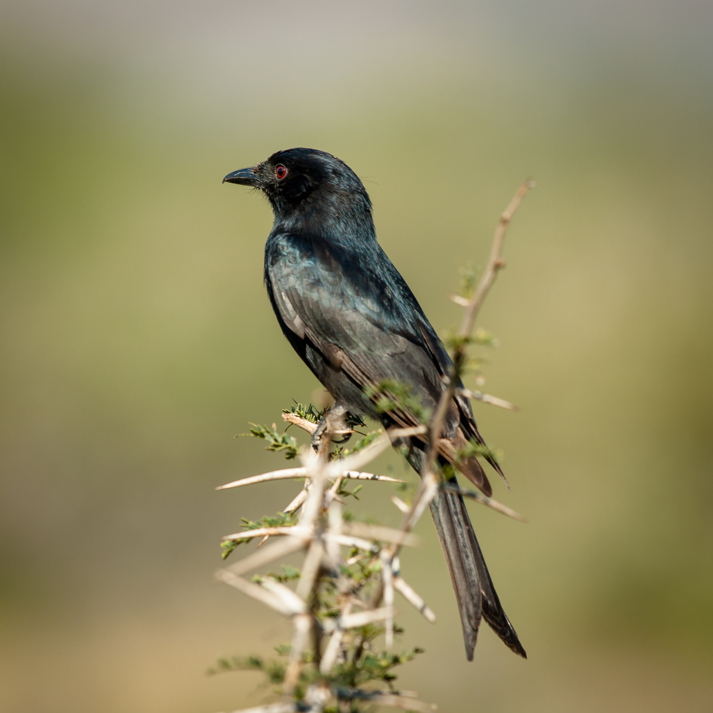 Fork-tailed Drongo