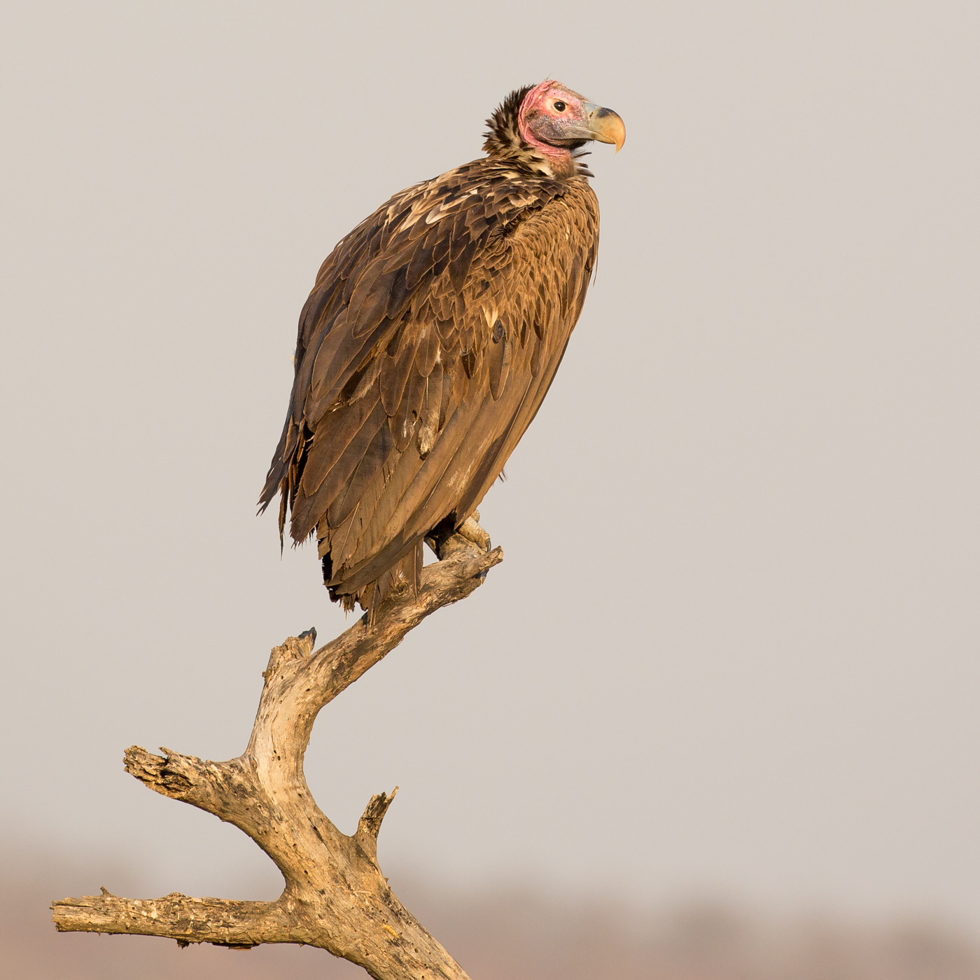 Lappet-faced Vulture