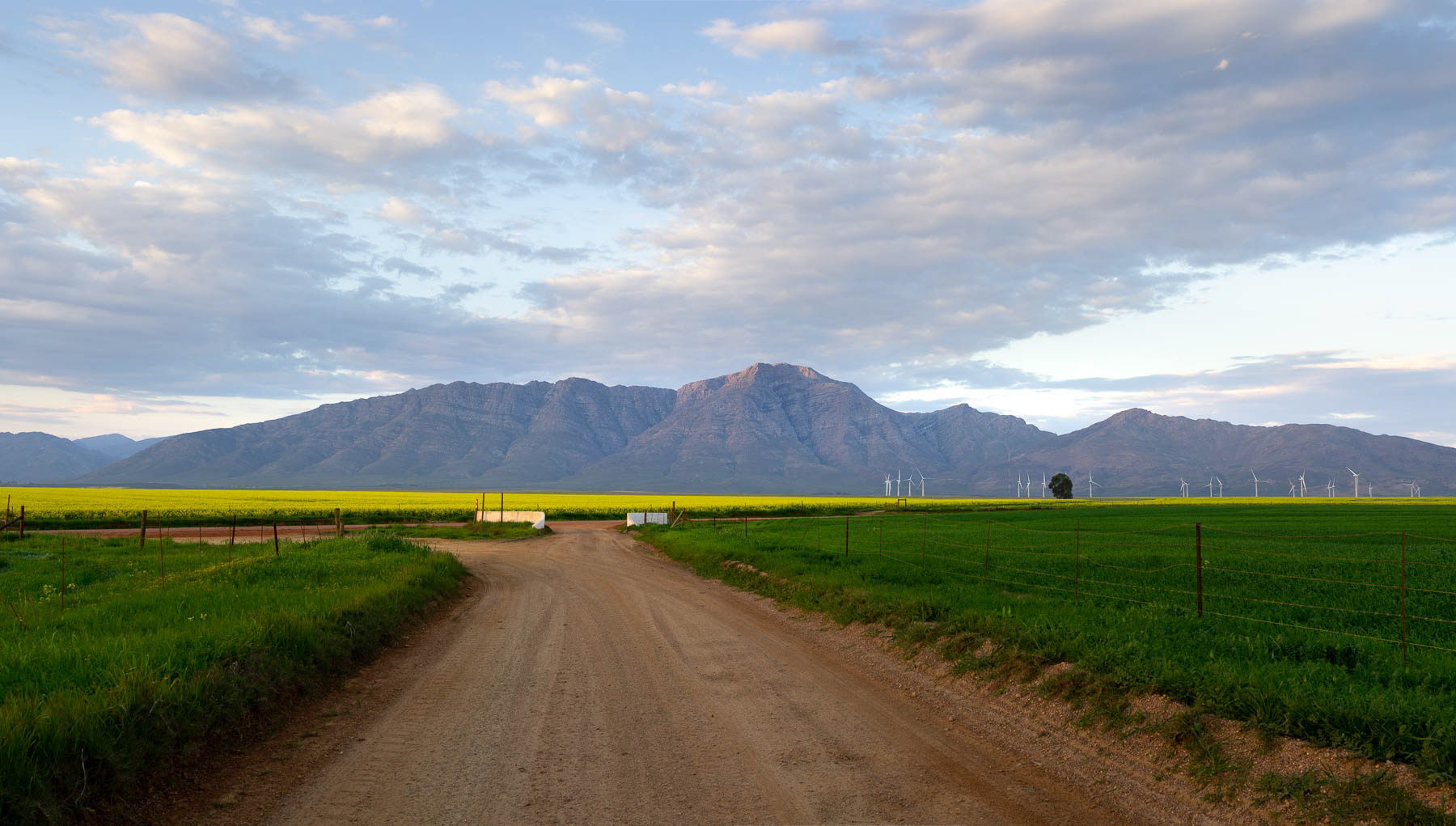 "Canola & The Saronsberg"