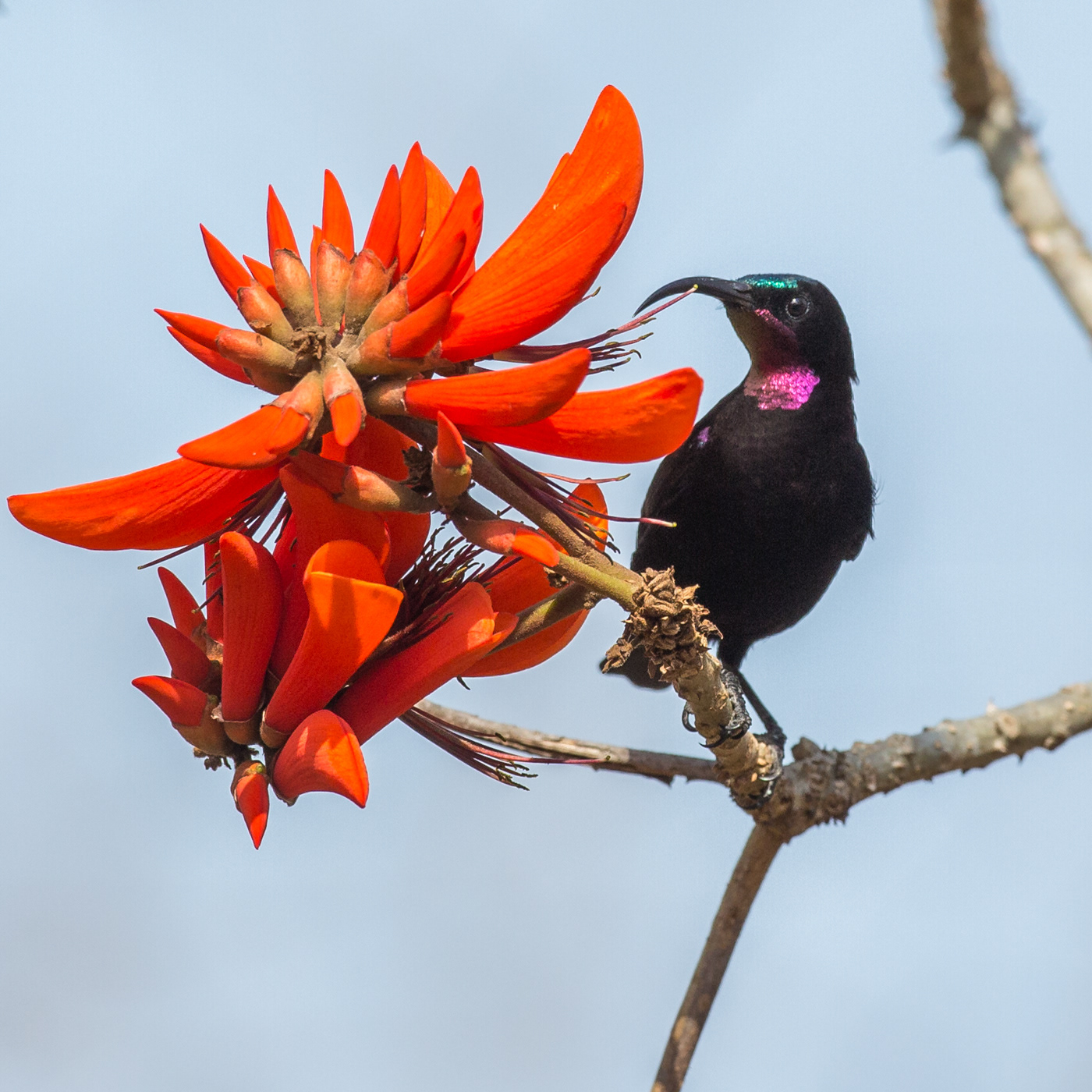Amethyst Sunbird