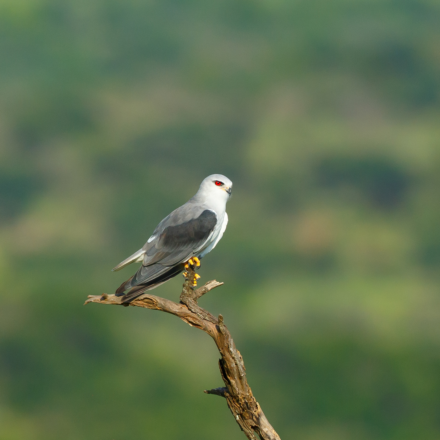 White-shouldered Kite