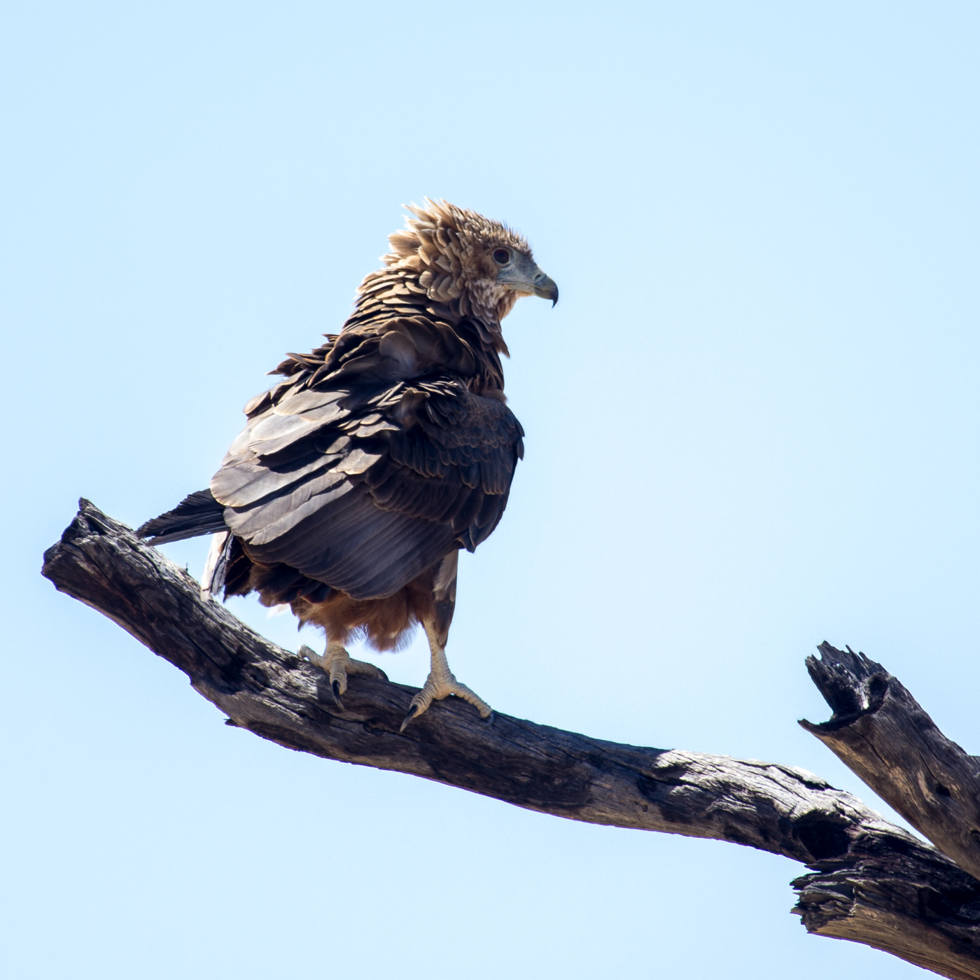 Bateleur