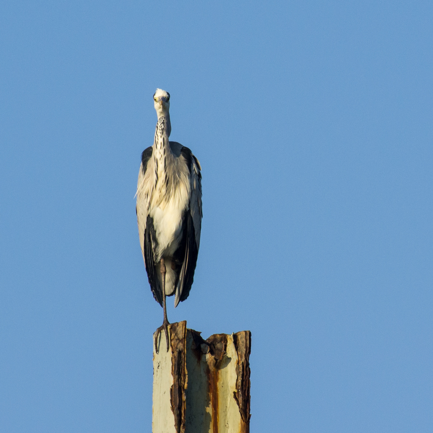 Grey Heron