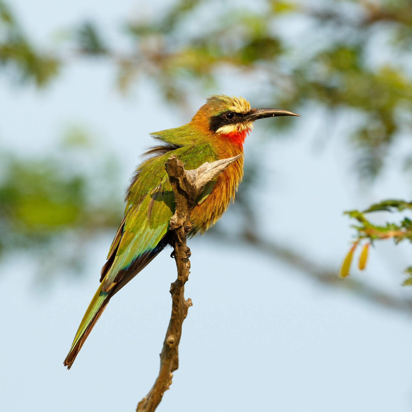White-fronted Bee-eater